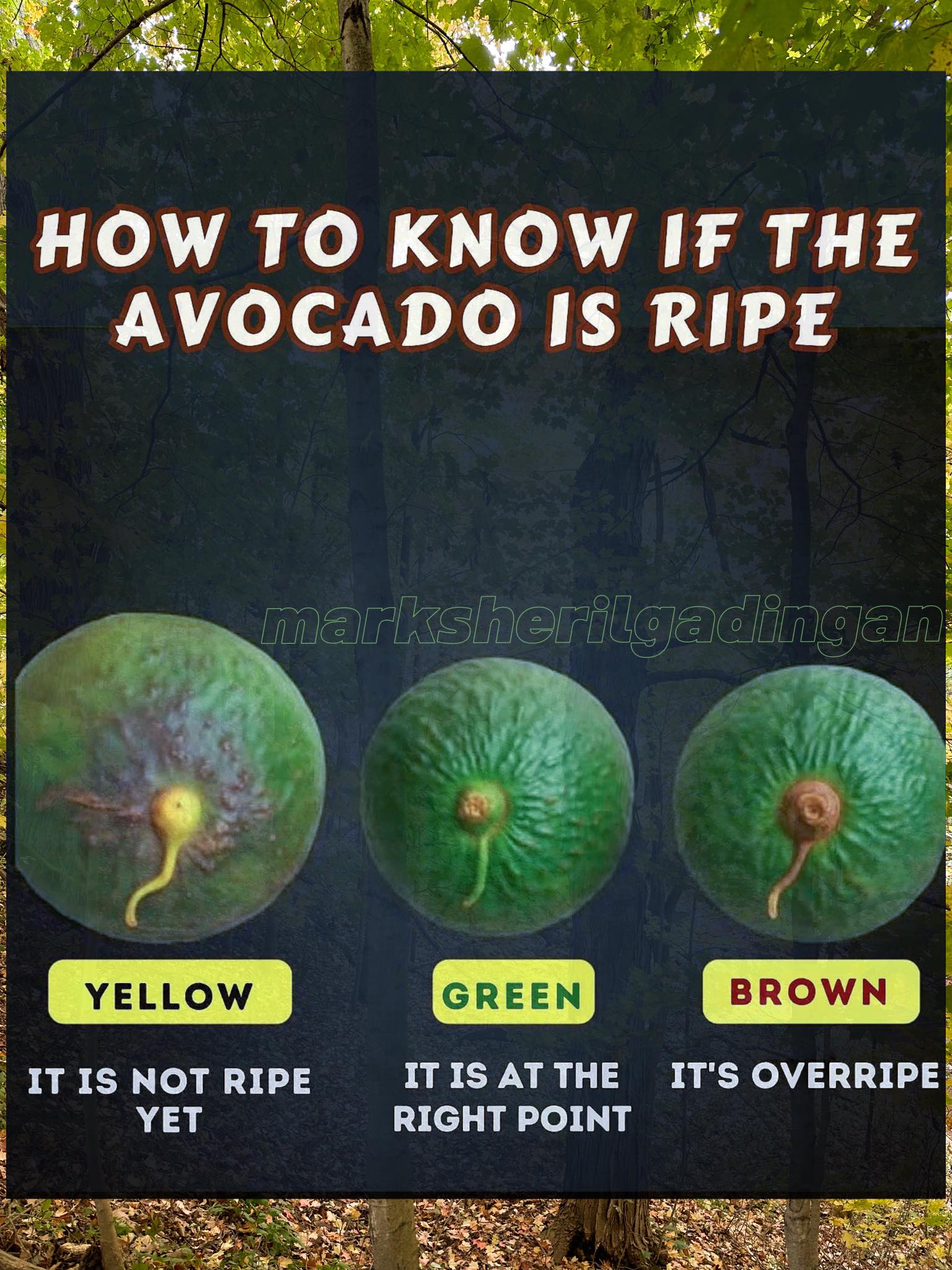 Mark Sheril - Check the color of the avocado stem: it tells you ...