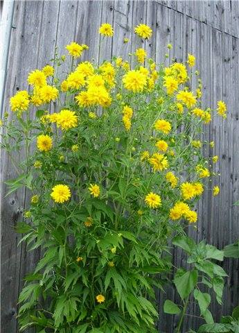 Plunksnalapė rudbekija (Rudbeckia laciniata). Lietuvoje seniai auginami ...