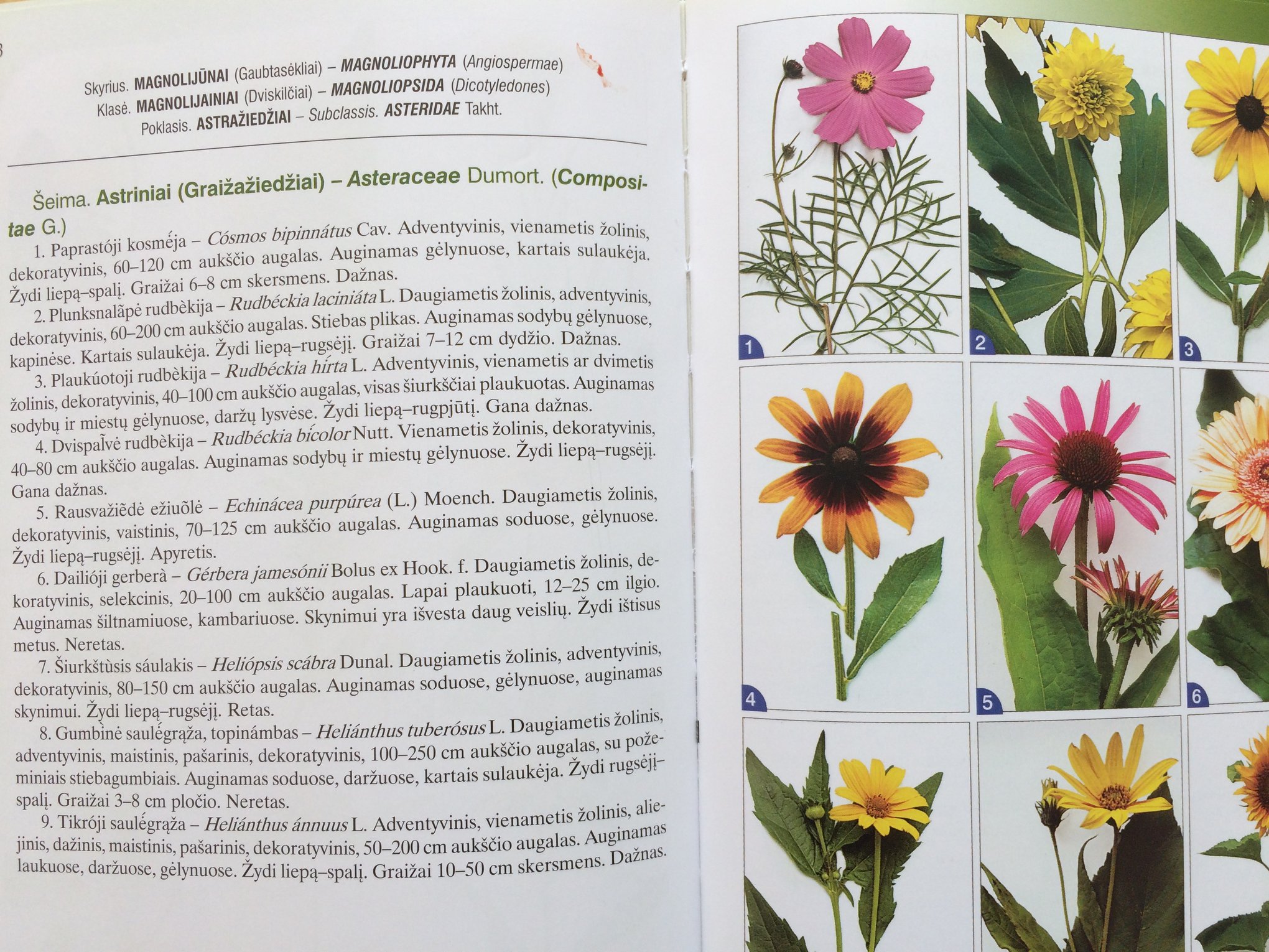 Plunksnalapė rudbekija (Rudbeckia laciniata). Lietuvoje seniai auginami ...