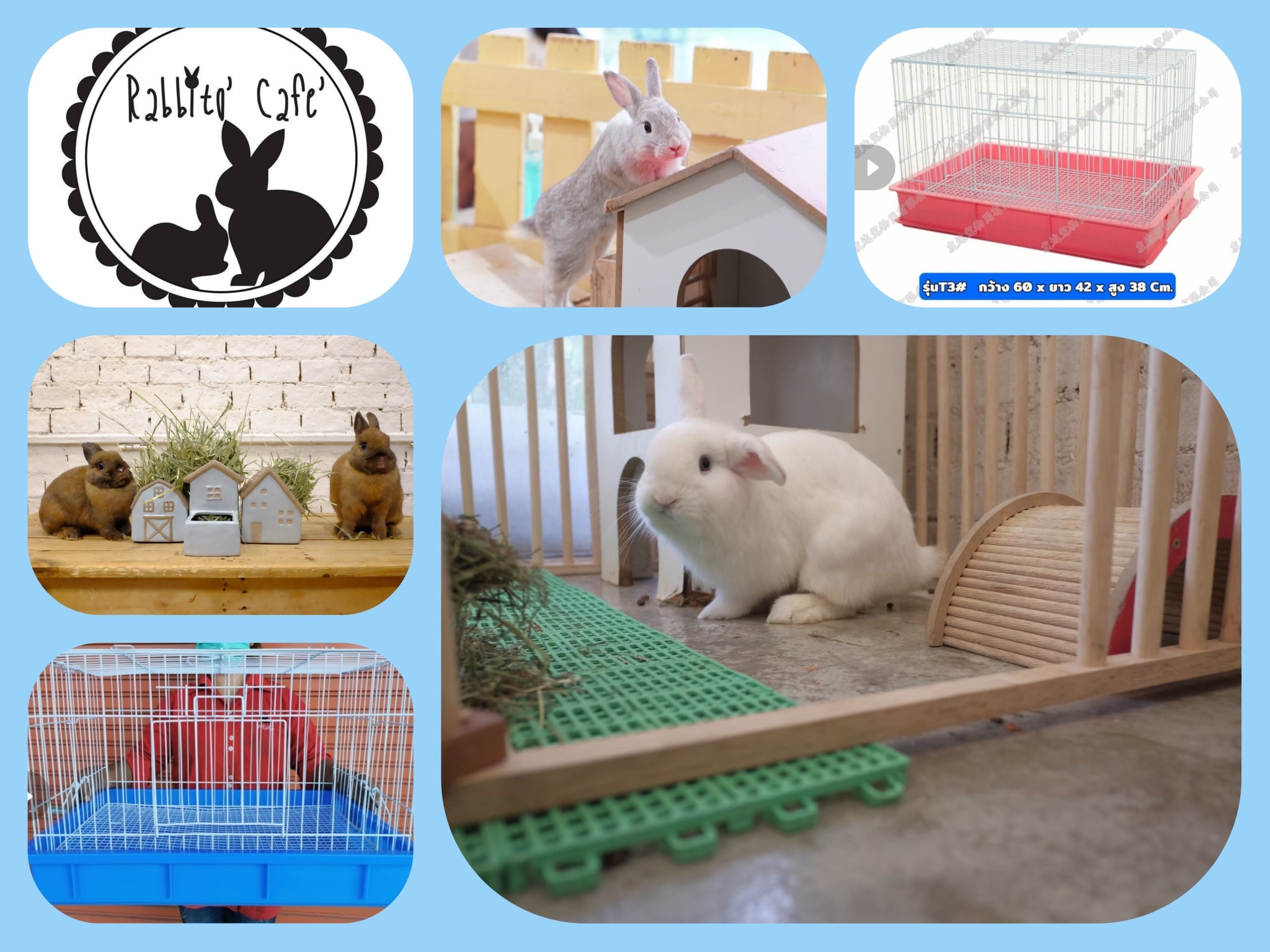 Rabbite' - Rabbito เวลาทำการฝาก 10.45-19.30 ราคาฝากแบบกรง150/ตัว/วัน ...