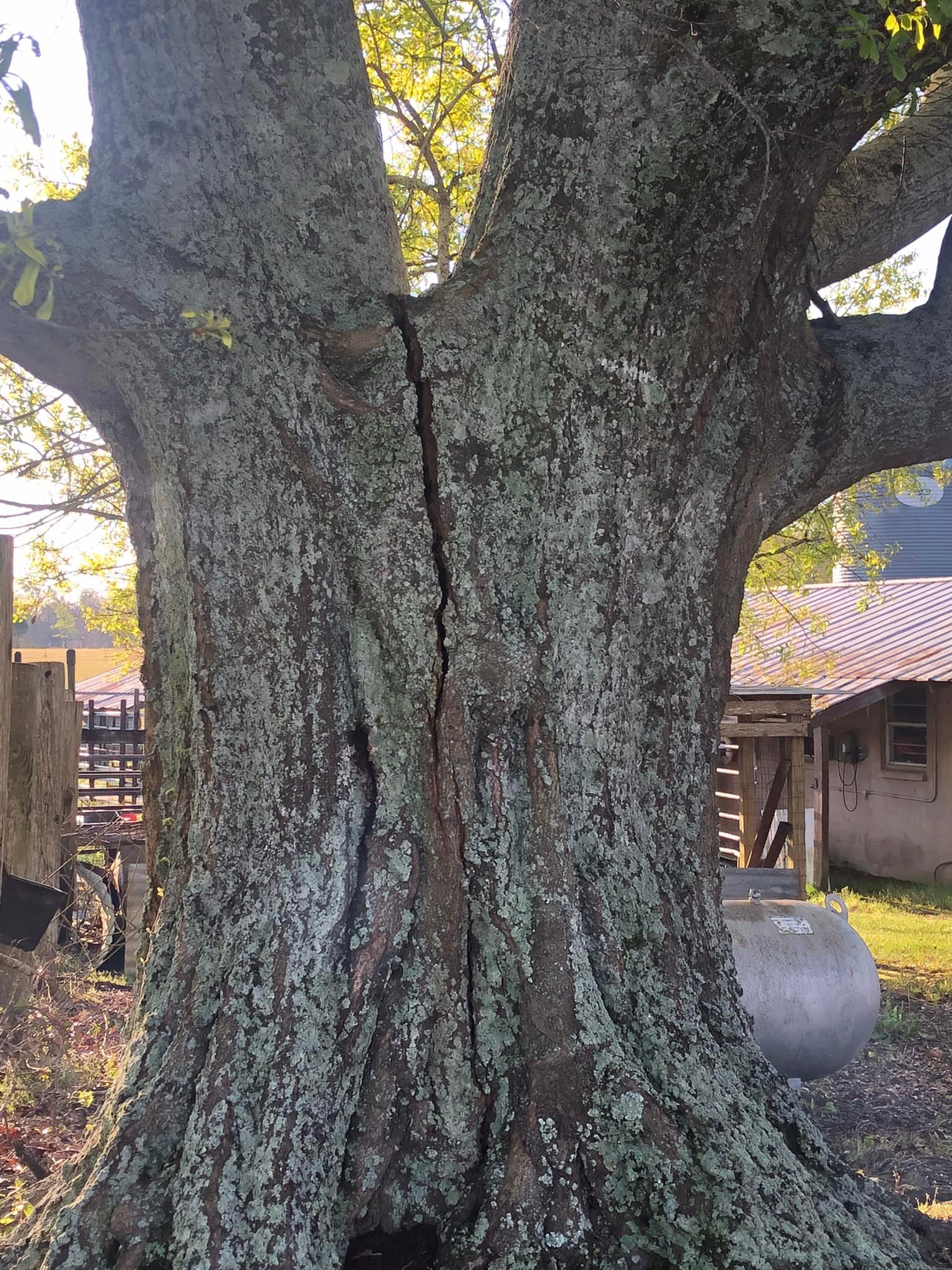 Kwik Tree