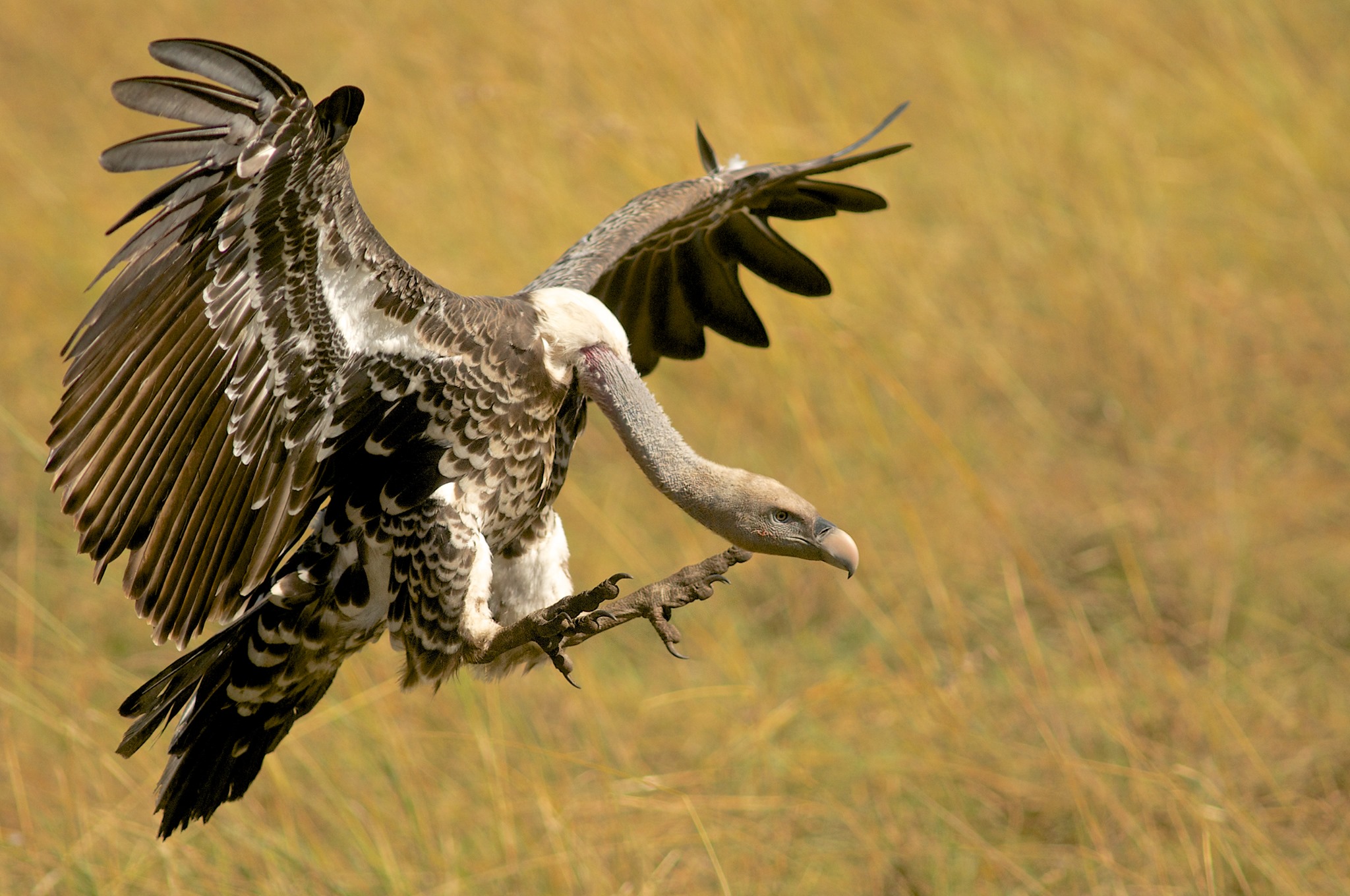 The Kenya Bird of Prey Trust - Jack’s 100k in May! Eight year old Jack ...