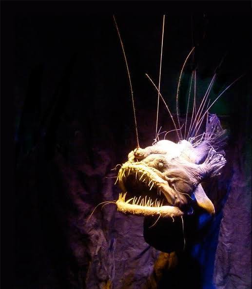 PM Isda Key - The anglerfish are ray-finned fish in the... | Facebook