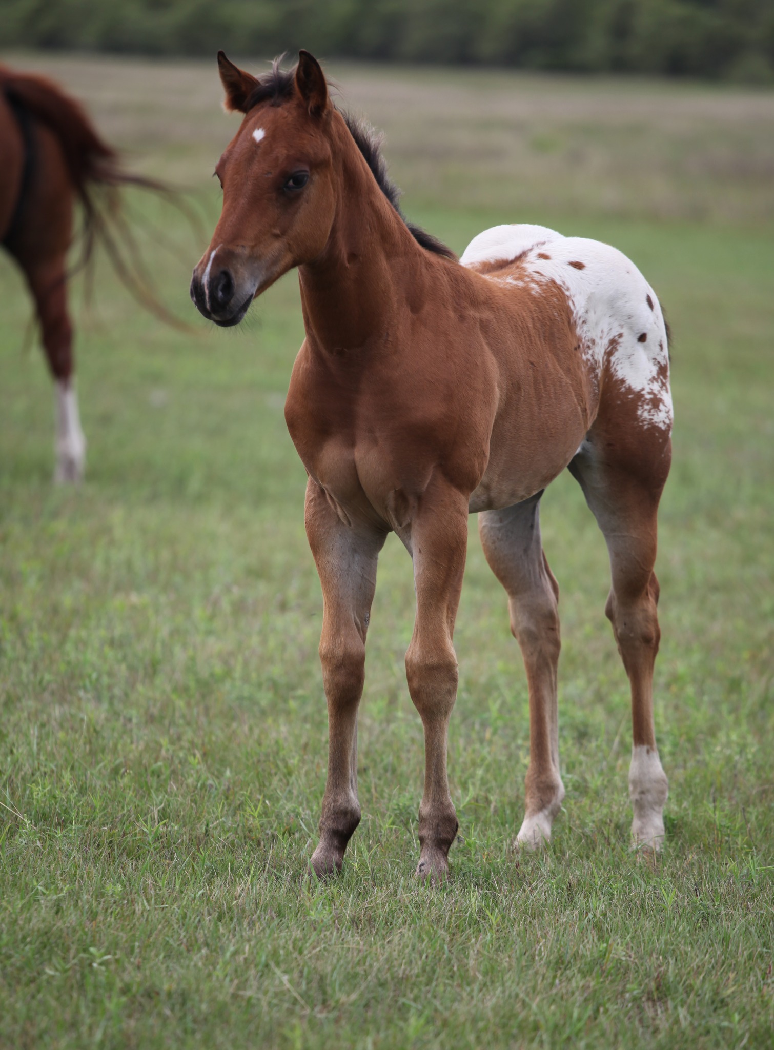 Sheldak Ranch | Sheldon ND
