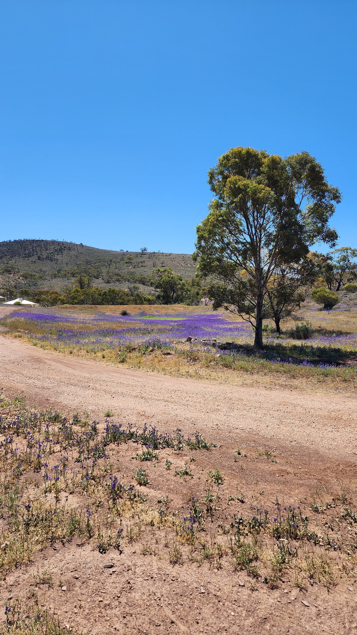 Flinders Ranges - Natures Outback Paradise | Photos from yesterday at ...