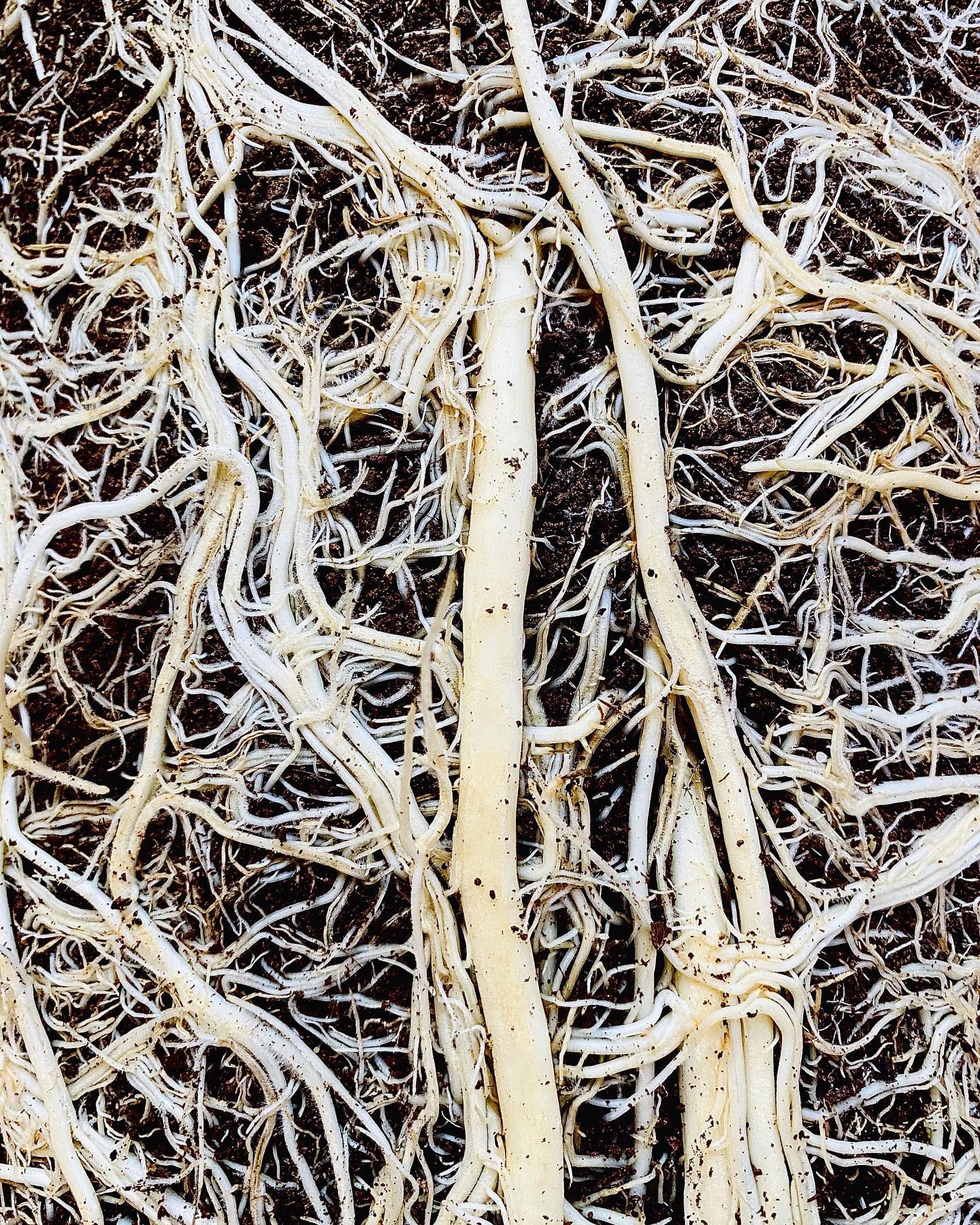 Grounded - SIGNS OF HEALTHY AND UNHEALTHY PLANT ROOTS