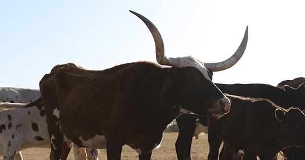 Longspar Ranch | Brownwood TX