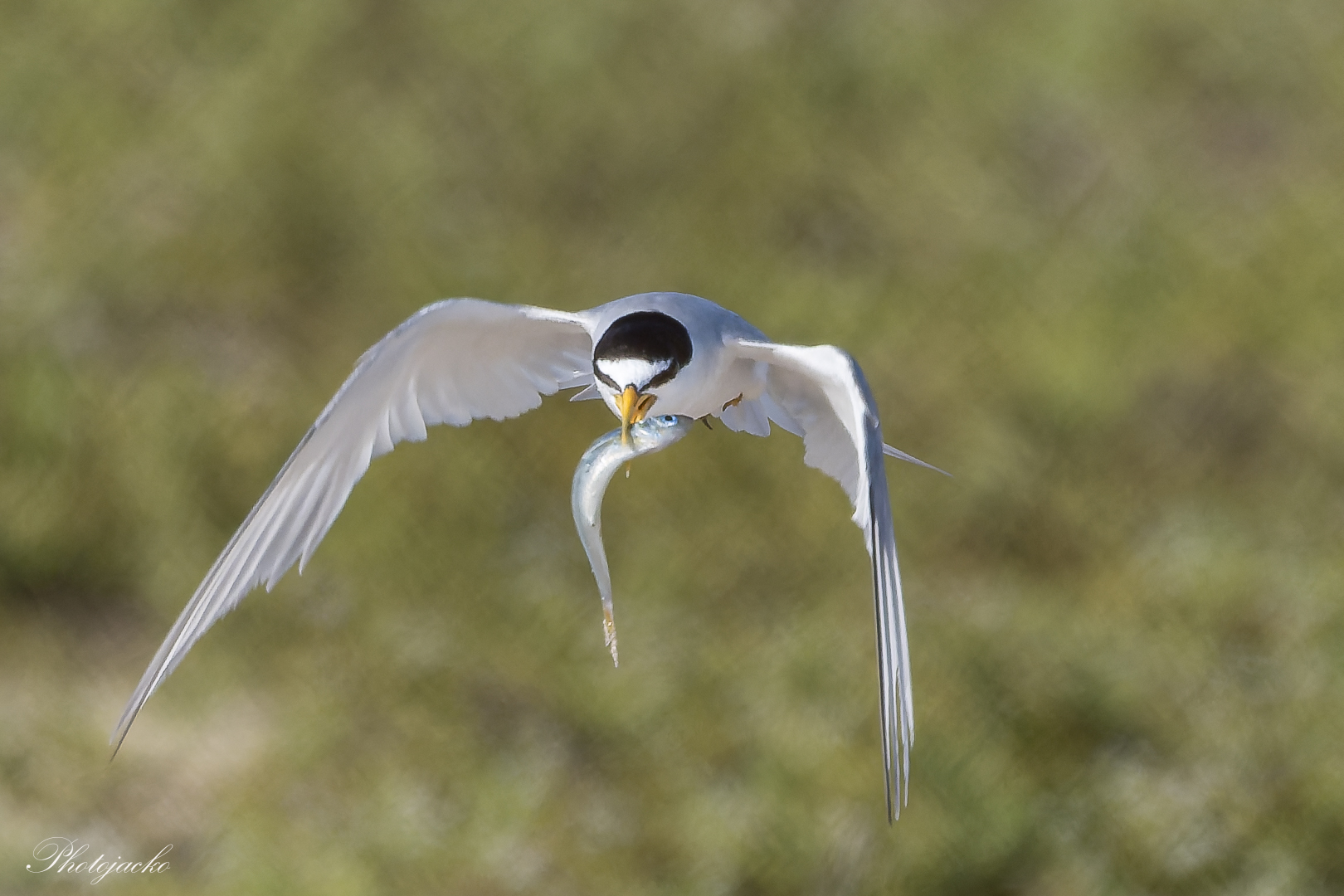 Least Terns on the chew at the Bolsa Chica Nature Preserve