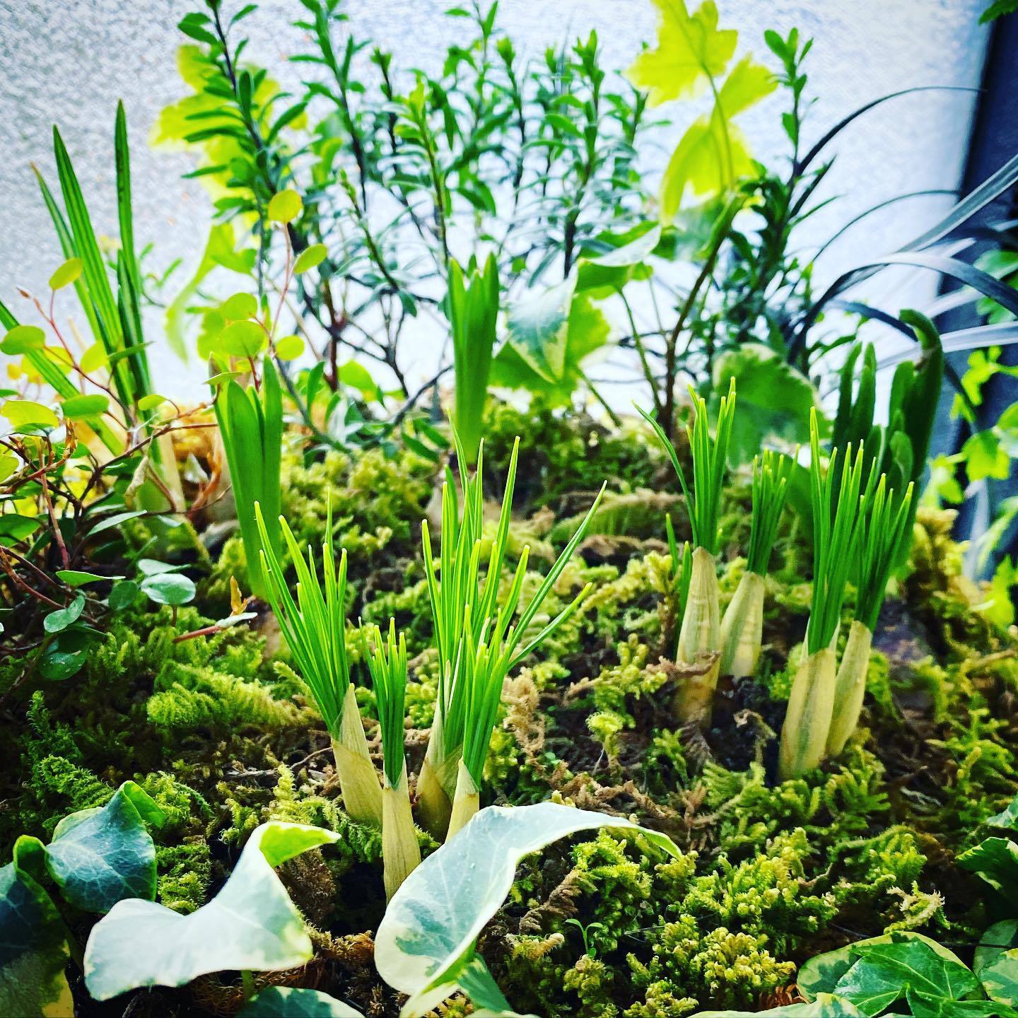#球根 #クロッカス #苔 #冬 #ガーデニング #bulbs... - kiyocchi_ishikawa.japan