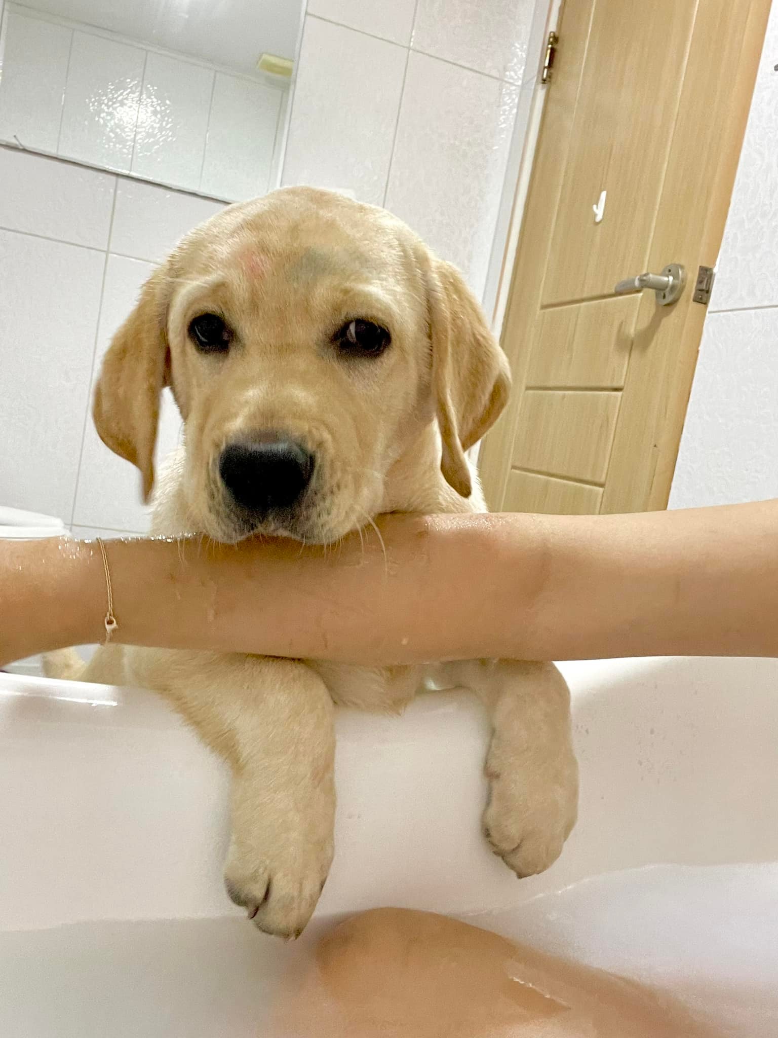 ถ้าได้ที่1อีก 🦮🥇 หมูกะทะ น้ำทะเล... - Dobby Bambii labrador