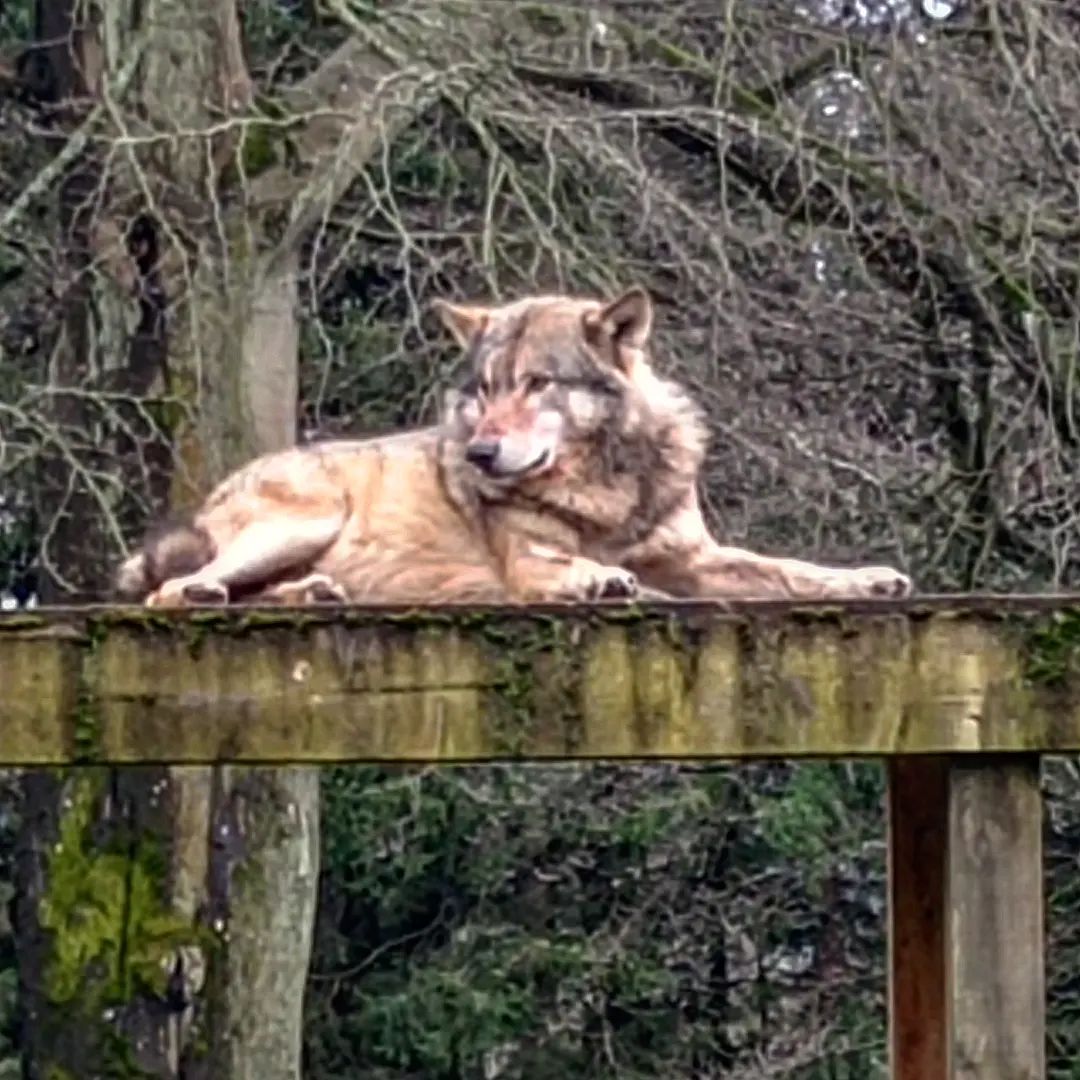 European Wolf. Made a huge... - Wild Angus Photography | Facebook