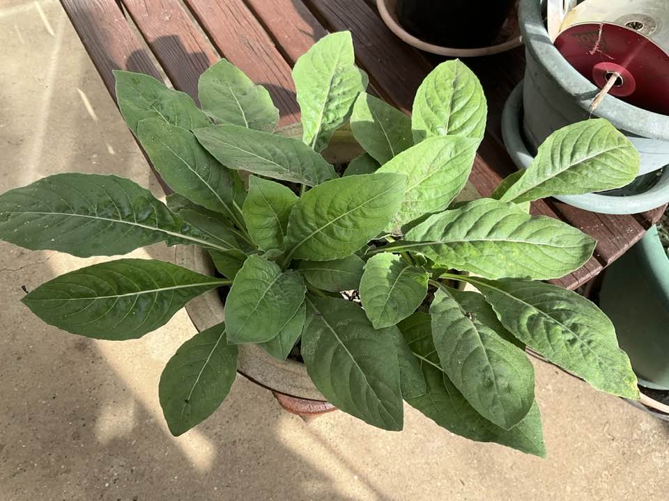 What is this self-seeded weed in my gravel?
