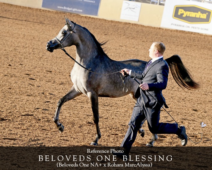 Beloveds Farm | The Villages FL