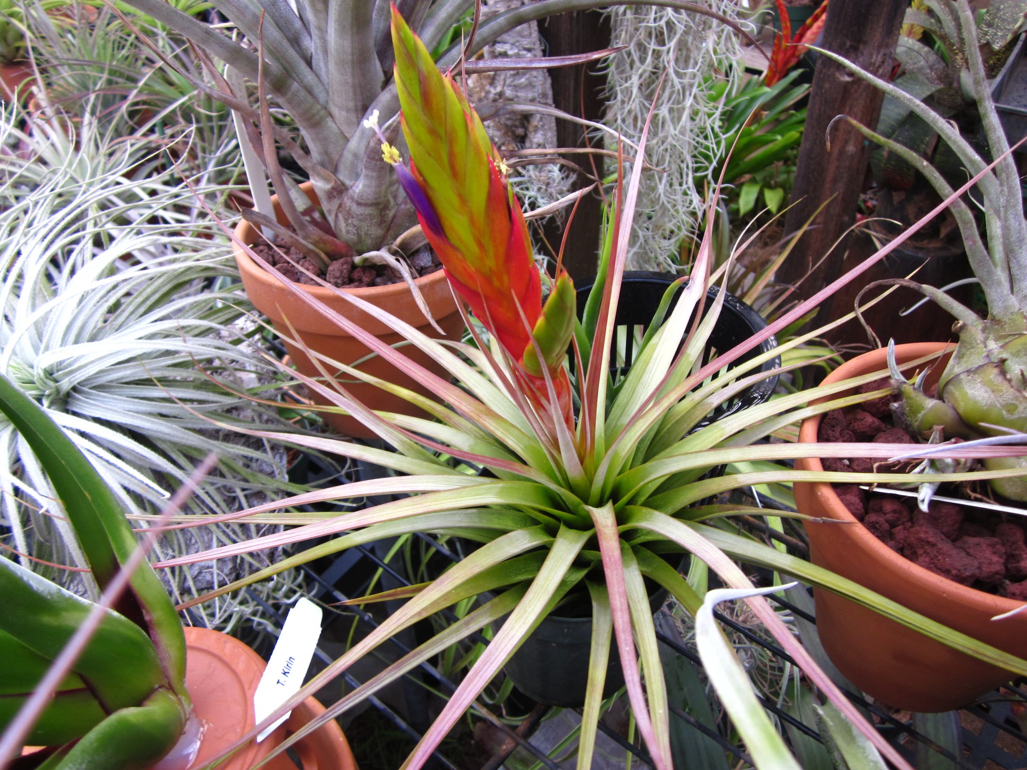 Tillandsia 