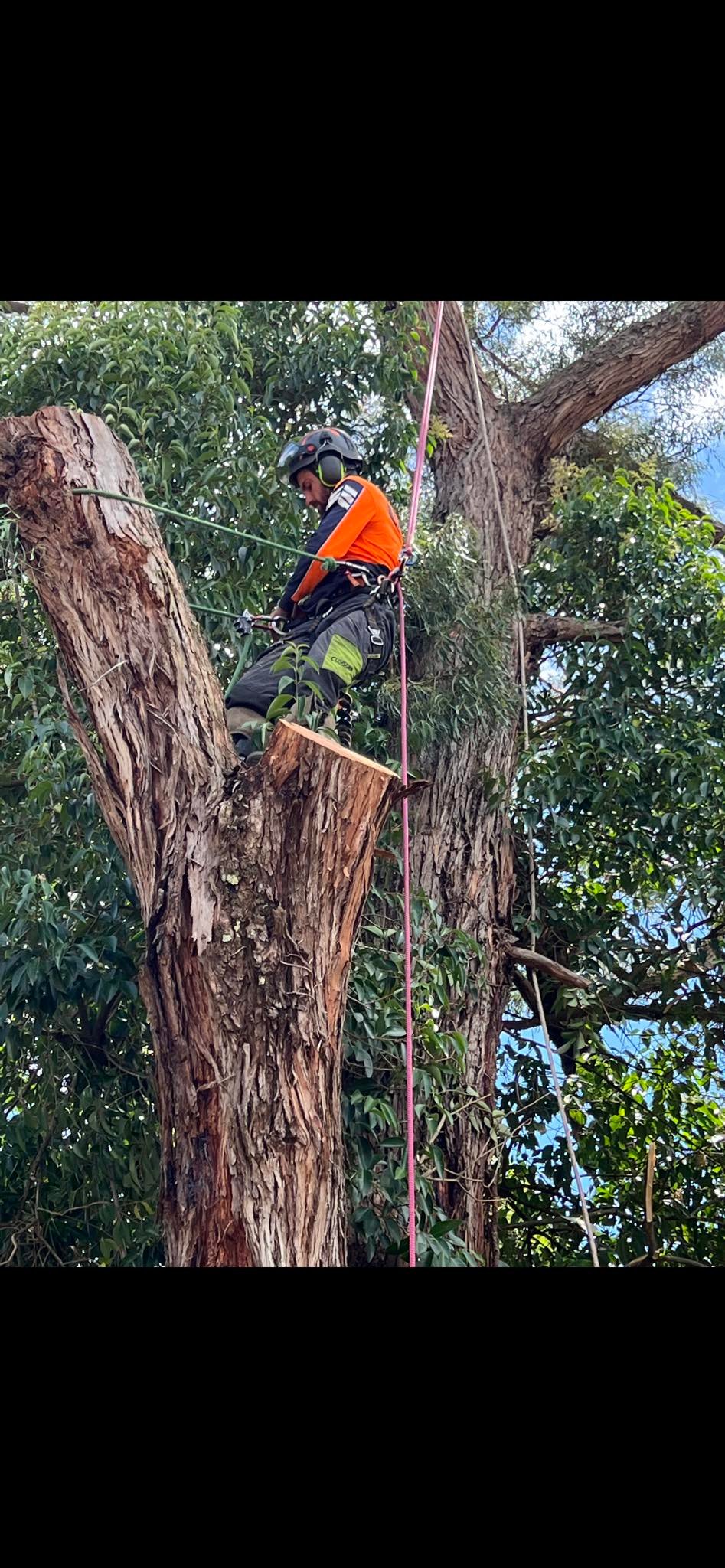 Iclimb Tree Services Melbourne | Mornington VIC
