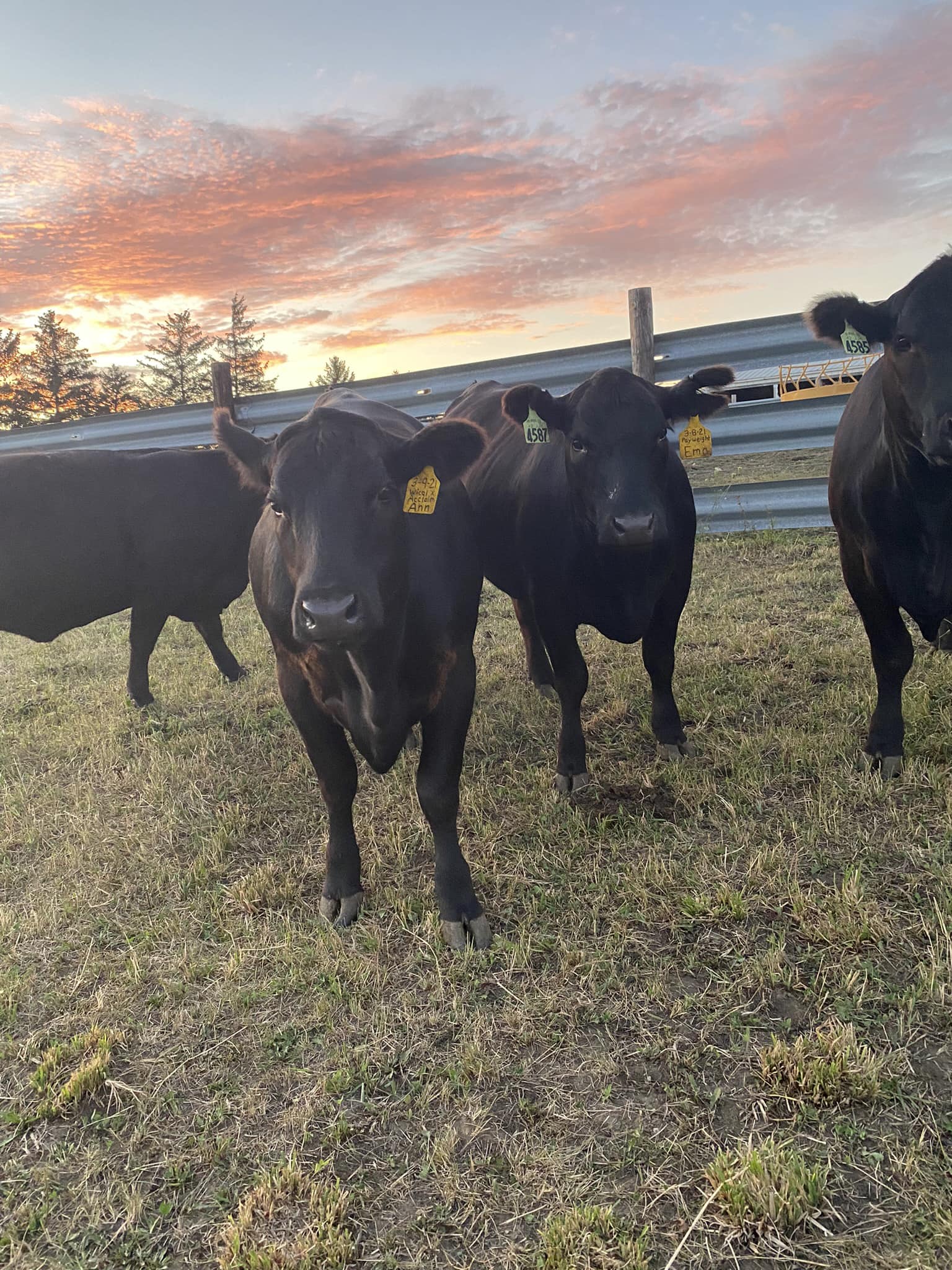 Pine Grove Family Farms LLC | Waterloo IA