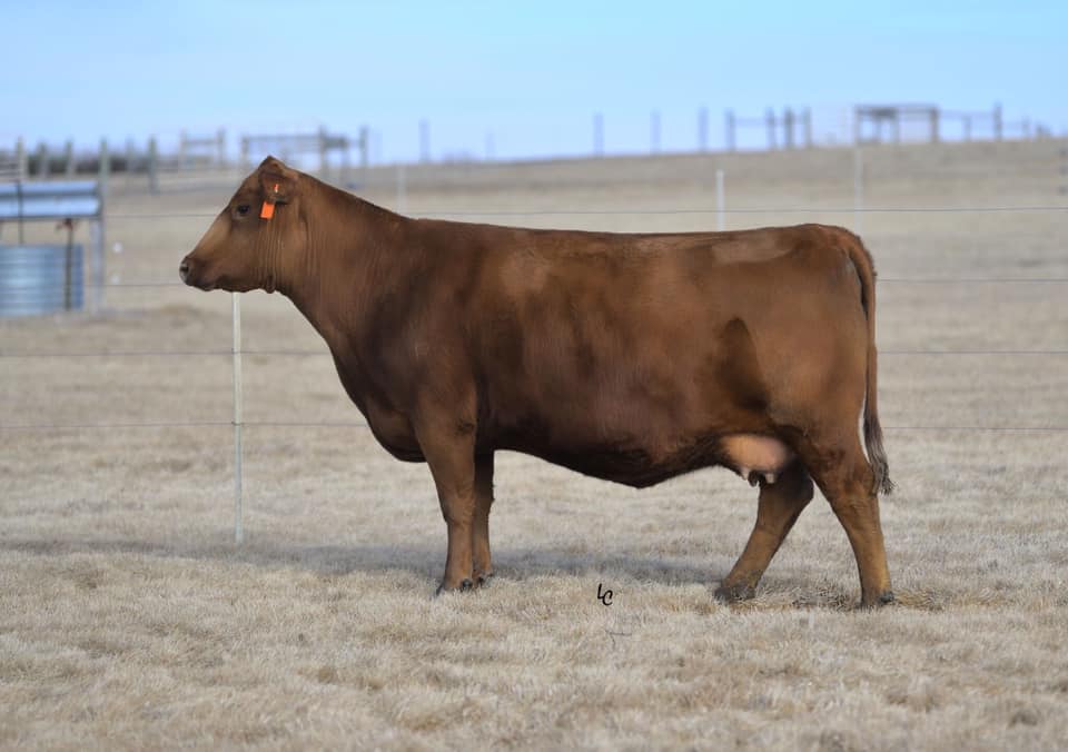 A few more of our females... - Calvo Family Red Angus