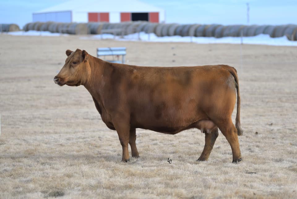 A few more of our females... - Calvo Family Red Angus