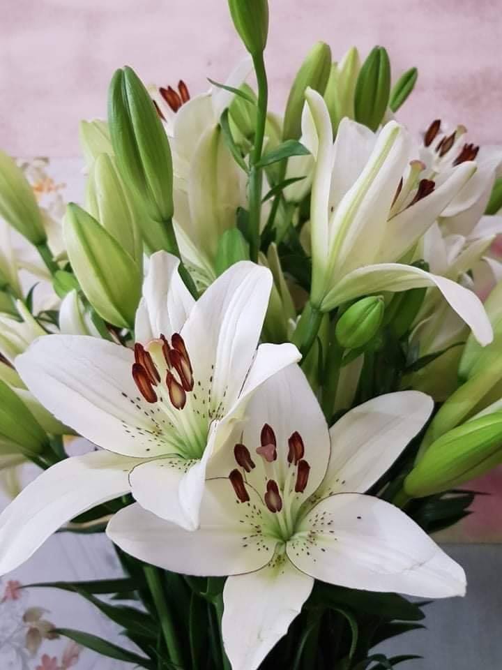 Hoa ly ly Đà Lạt -... - Hoa ly ly Đà Lạt - Lilium Flower
