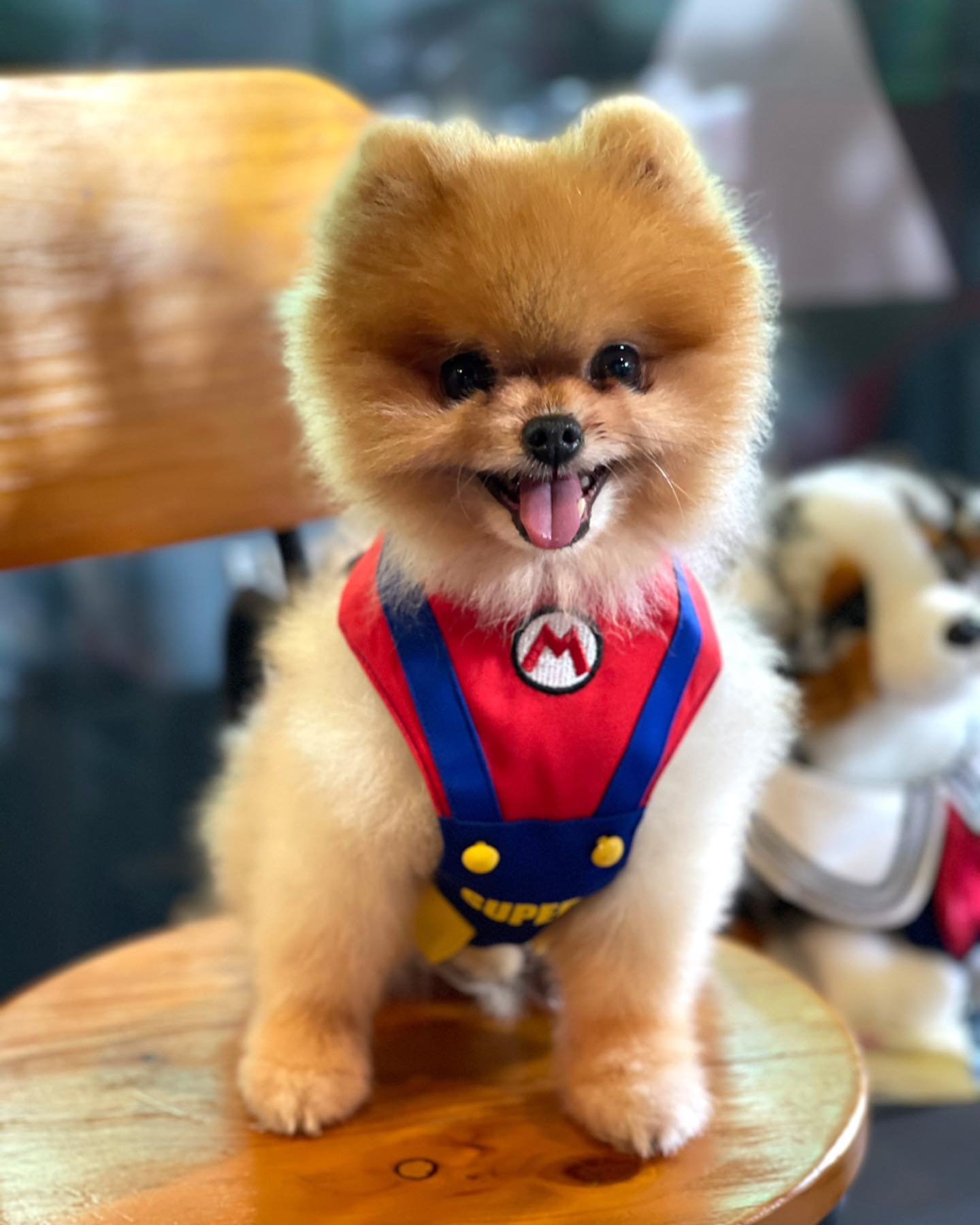 松松model 好靚仔呀😍，著左Mario 胸帶好醒目😎... - Happy Coffee’s Pet Store