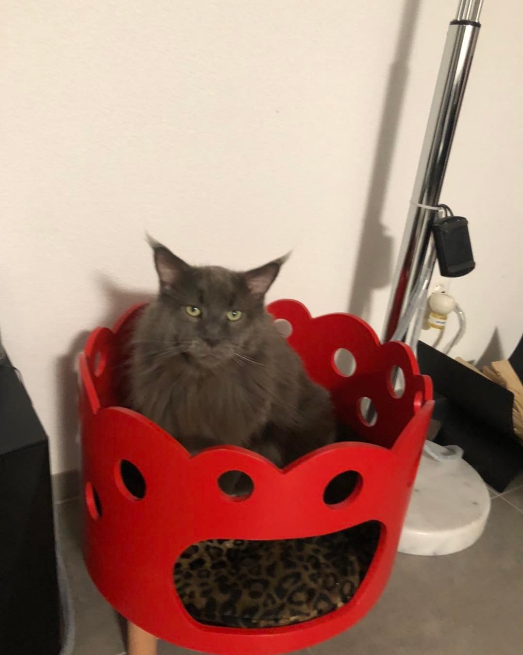 Chatterie Trois Pachas Maine Coon Publications Facebook