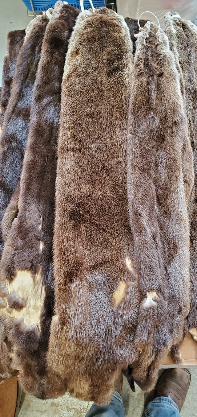Small Bashful Otter 198$ (per piece)
