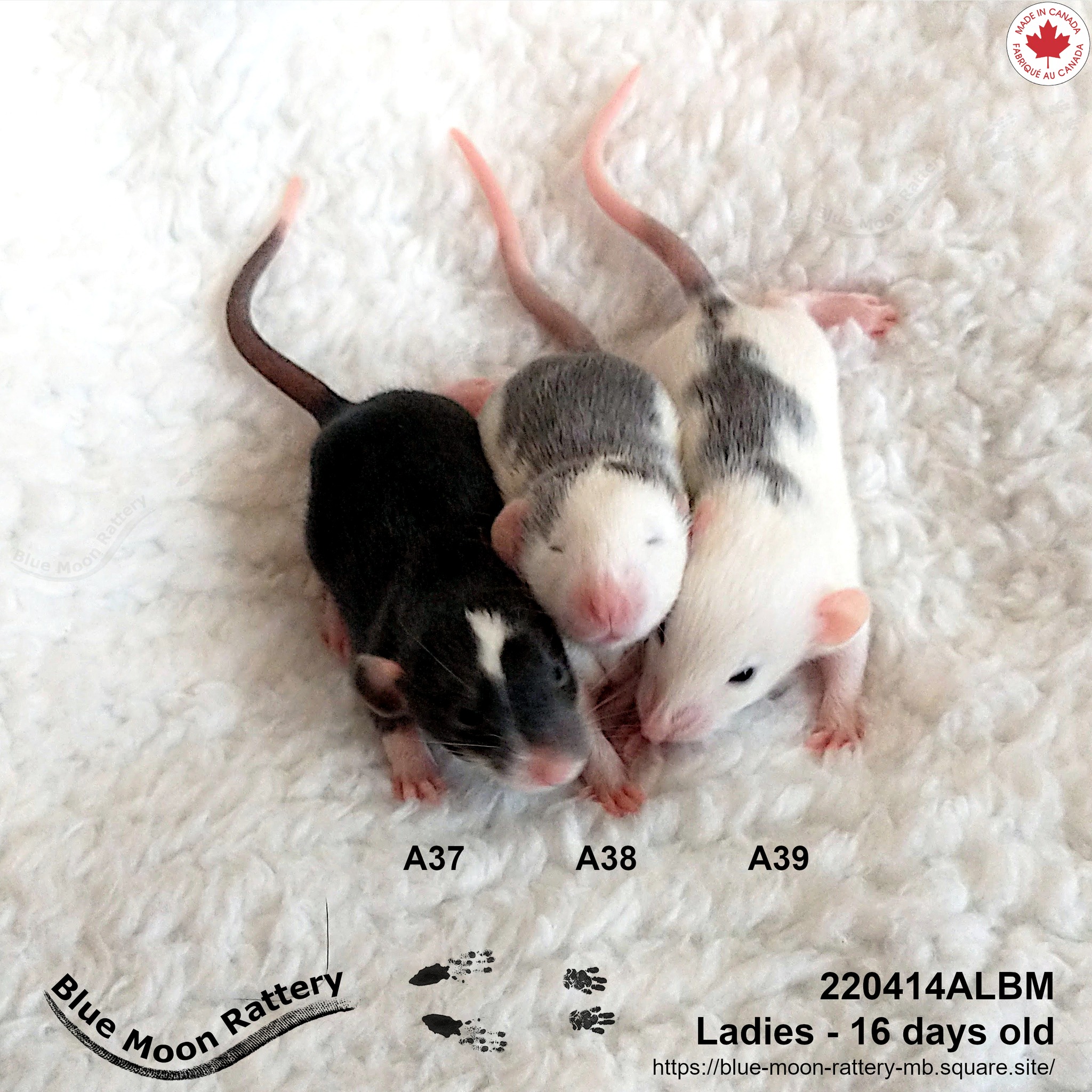 Blue Moon Rattery