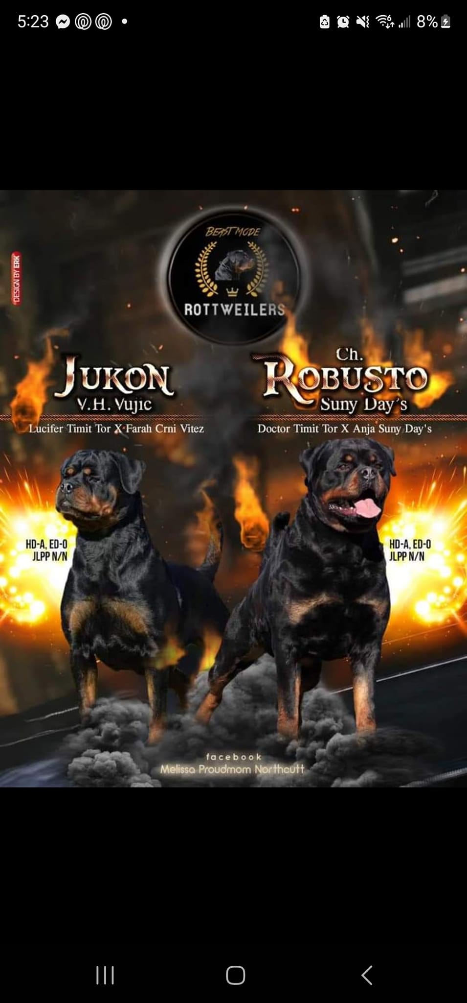 K & D Rottweilers