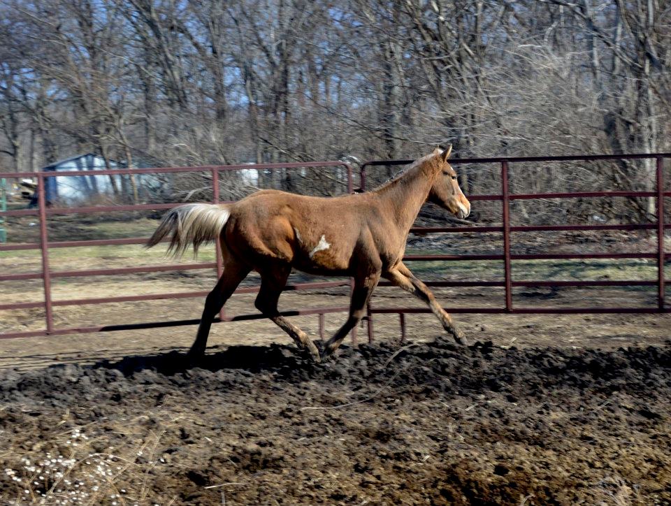 Silver Spring Farm | Ankeny IA