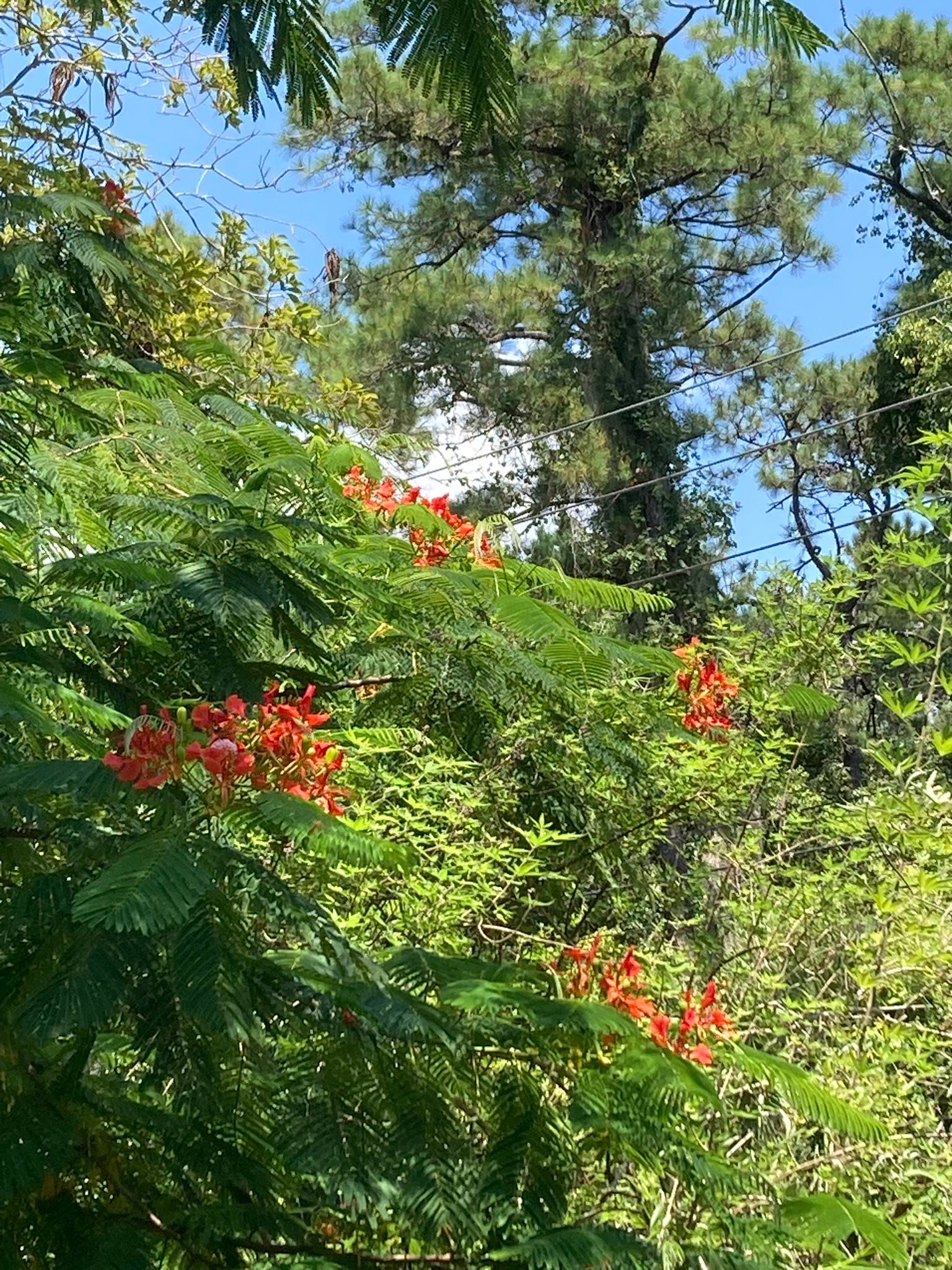  Bruce - I planted this royal poinciana tree from a seed I collected Motiv 