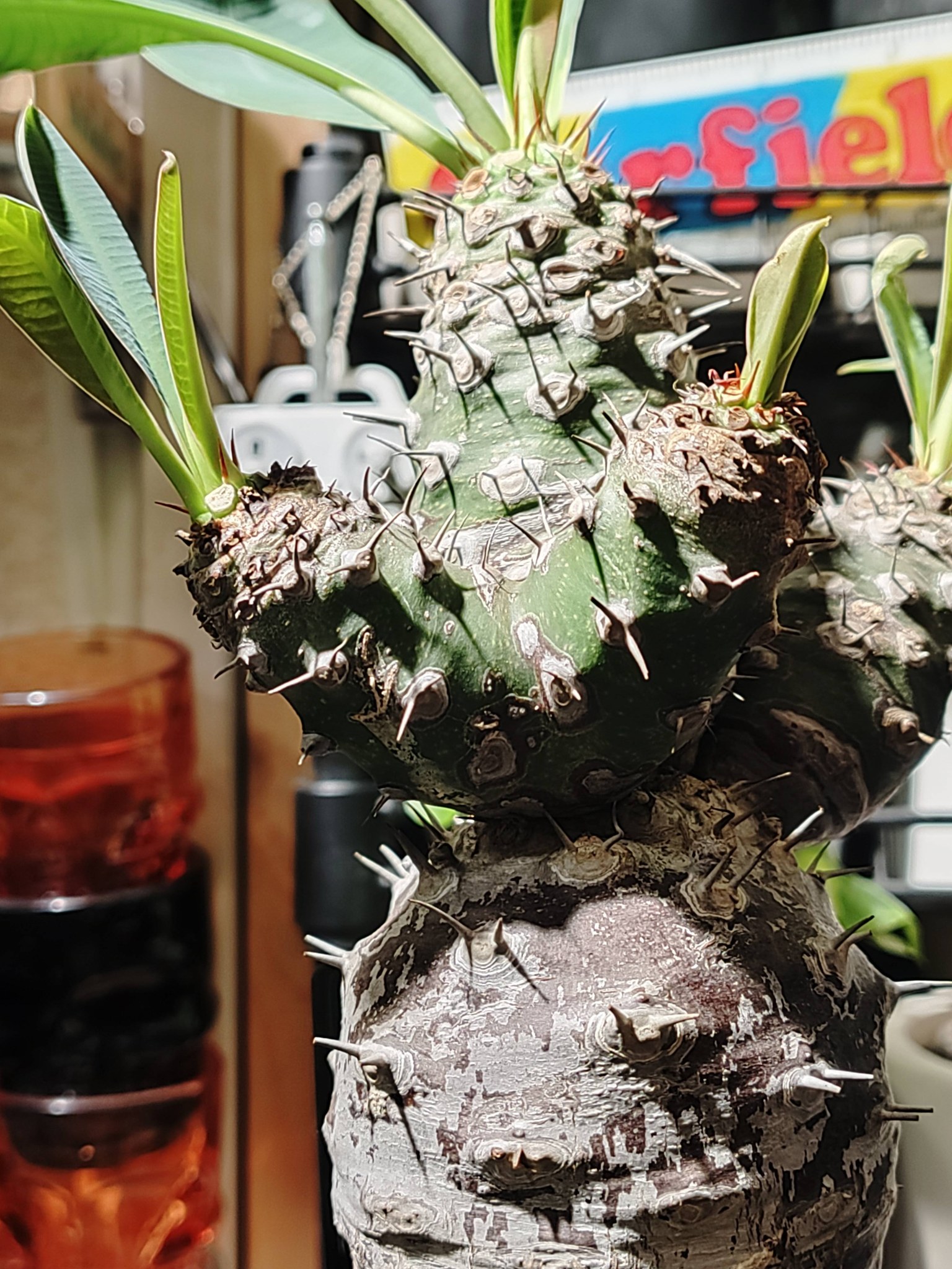 🌿P.hillii Bahia 