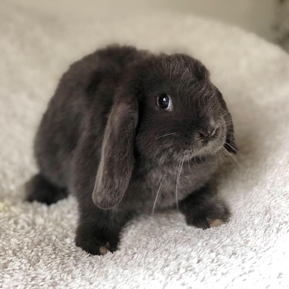 One of the 15 new arrivals... - Freedom for Farmed Rabbits