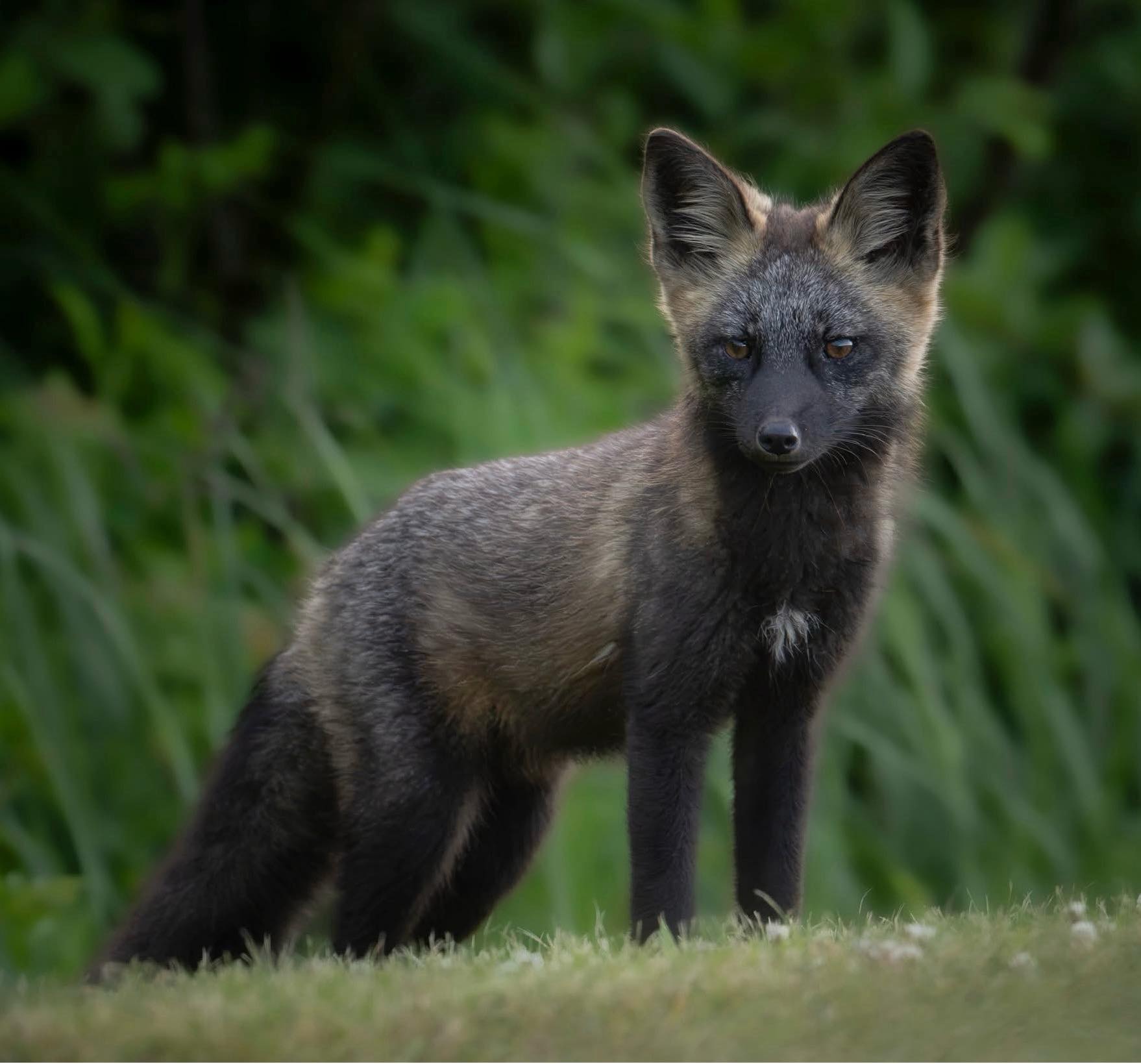 Beautiful red fox morph with white patch on his chest Southern New