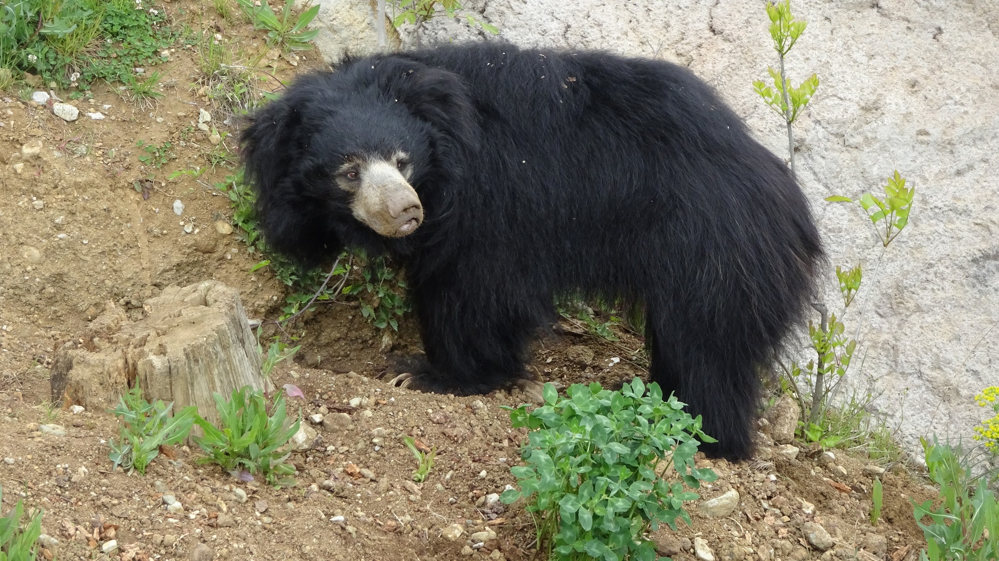 Happy World Sloth Bear Day!... - Peppermint Narwhal Creative | Facebook