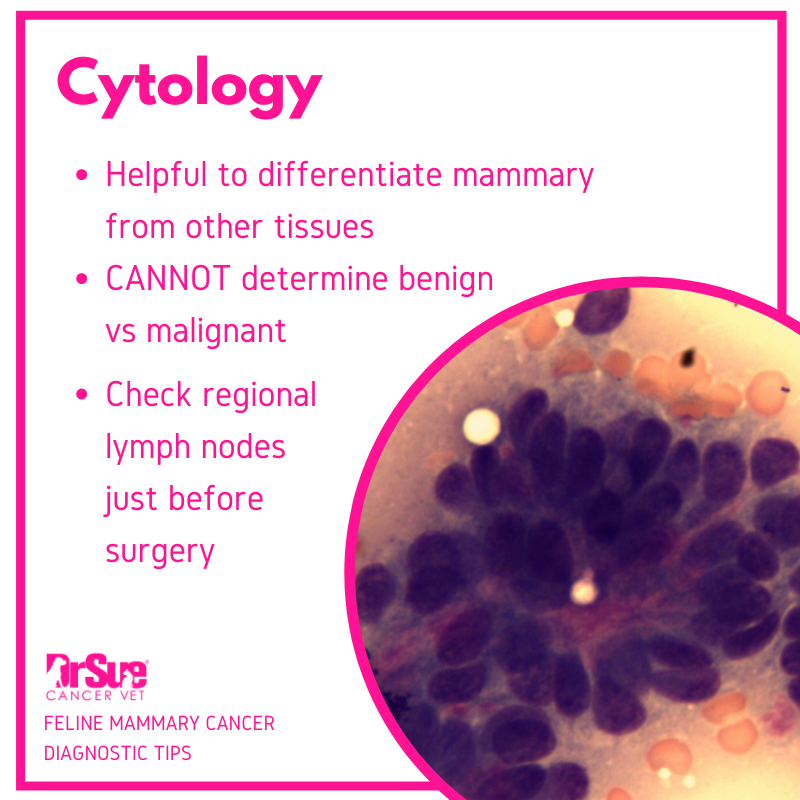 Picture of 🎀Spotlight on Feline Mammary Cancer:... - Dr Sue Cancer Vet | Facebook