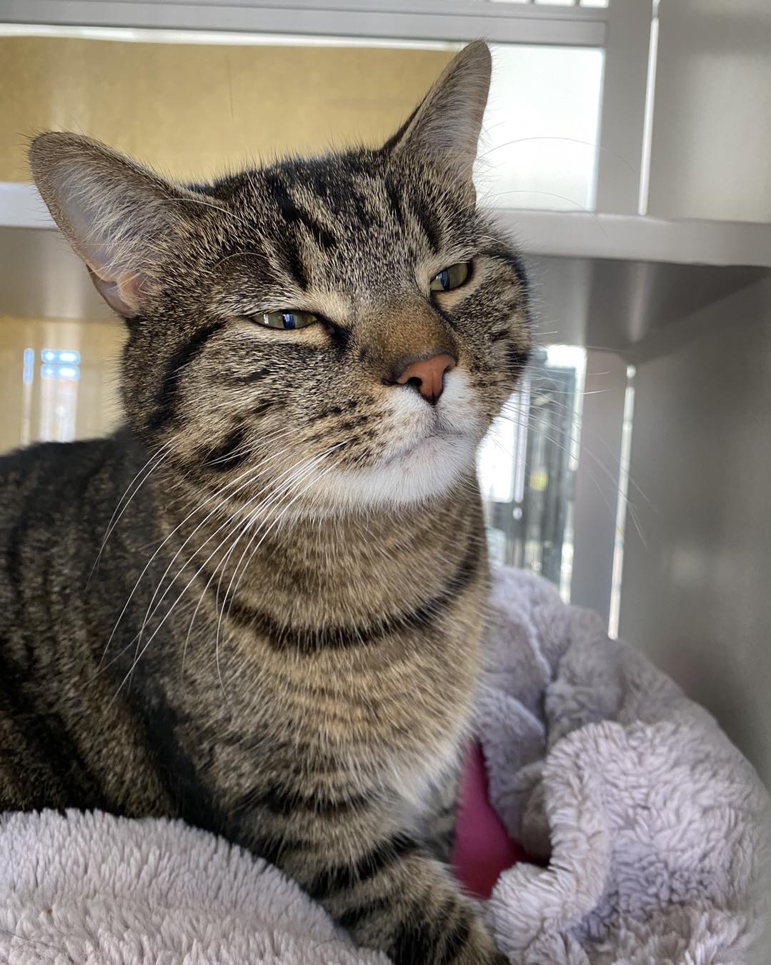 West Milford Animal... - West Milford Animal Shelter Society