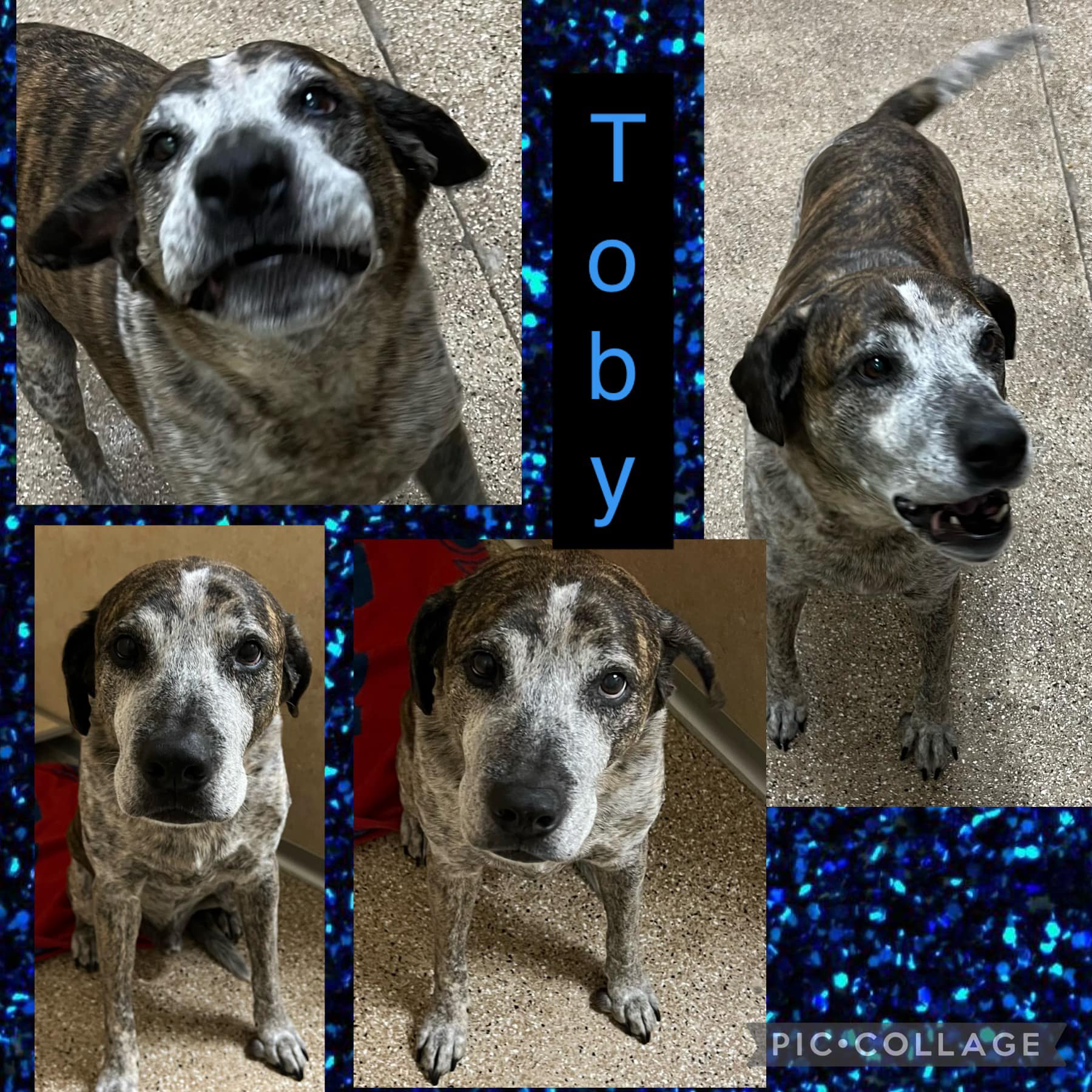 Team SCARS Adoptables - SCARS & PIA’s PAWS | Lake Havasu City AZ