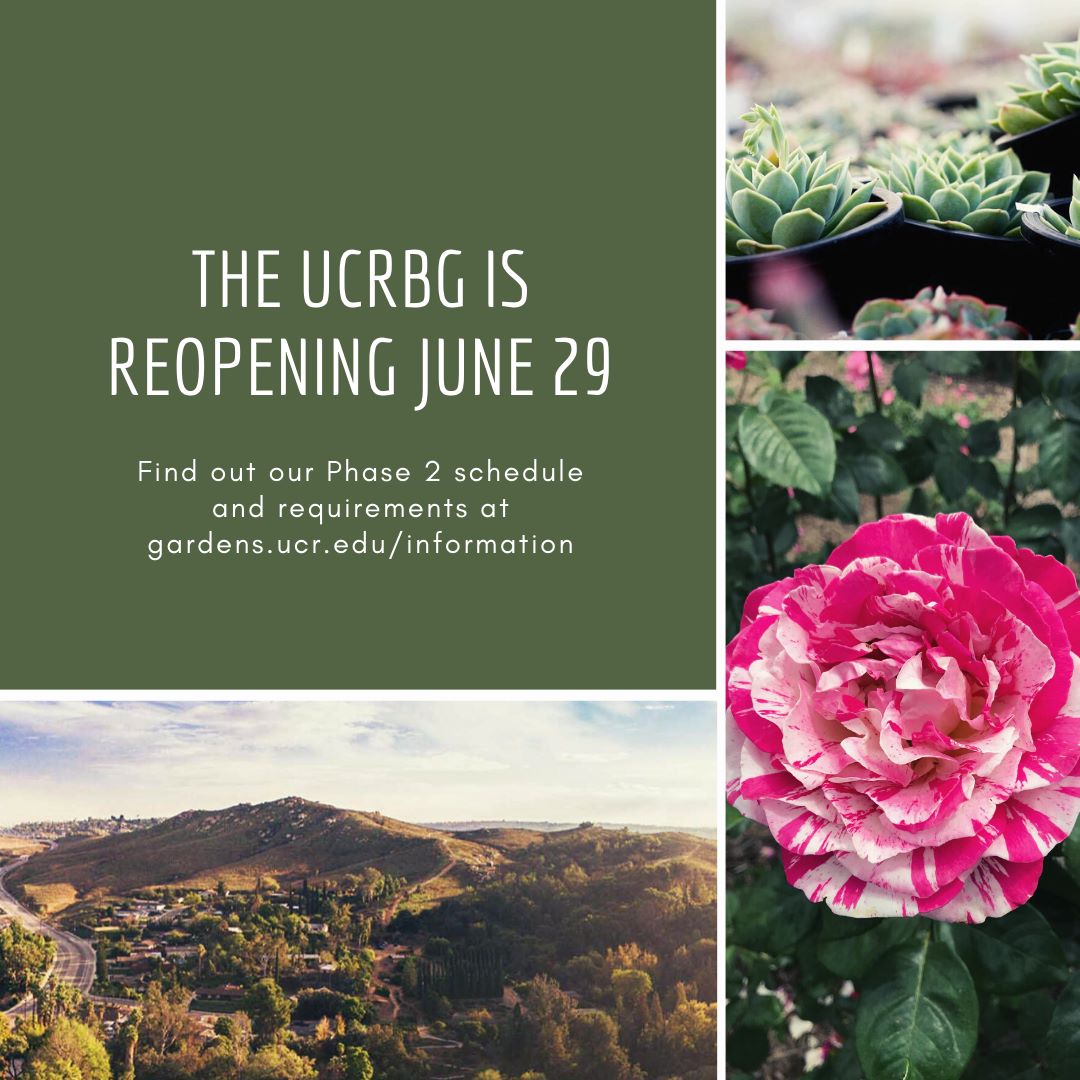 The UCRBG is reopening June 29! Find... - UCR Botanic Gardens | Facebook