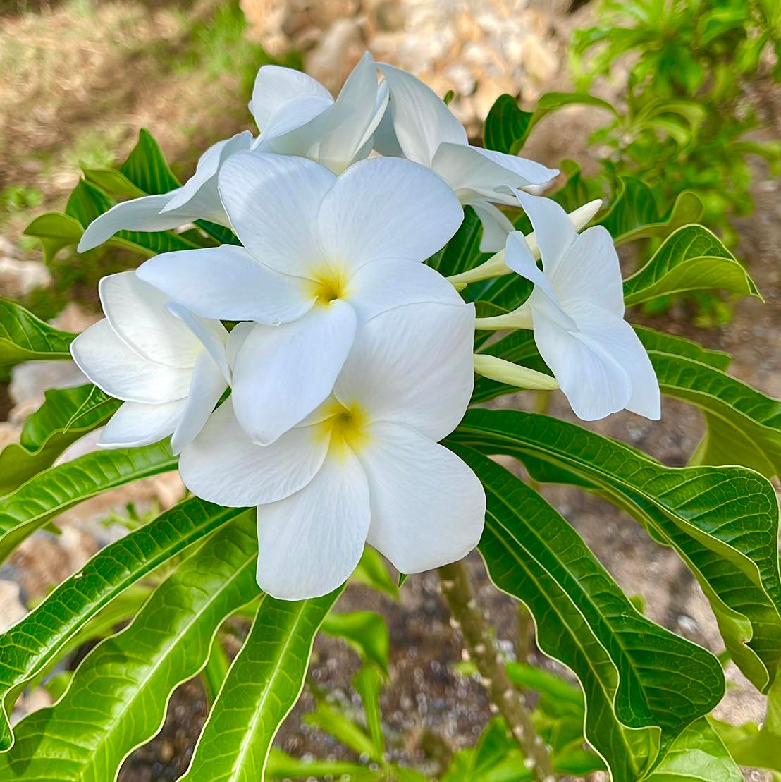Plumeria pudica 'Bridal Bouquet' - Frangipani | FLORA TOSKANA