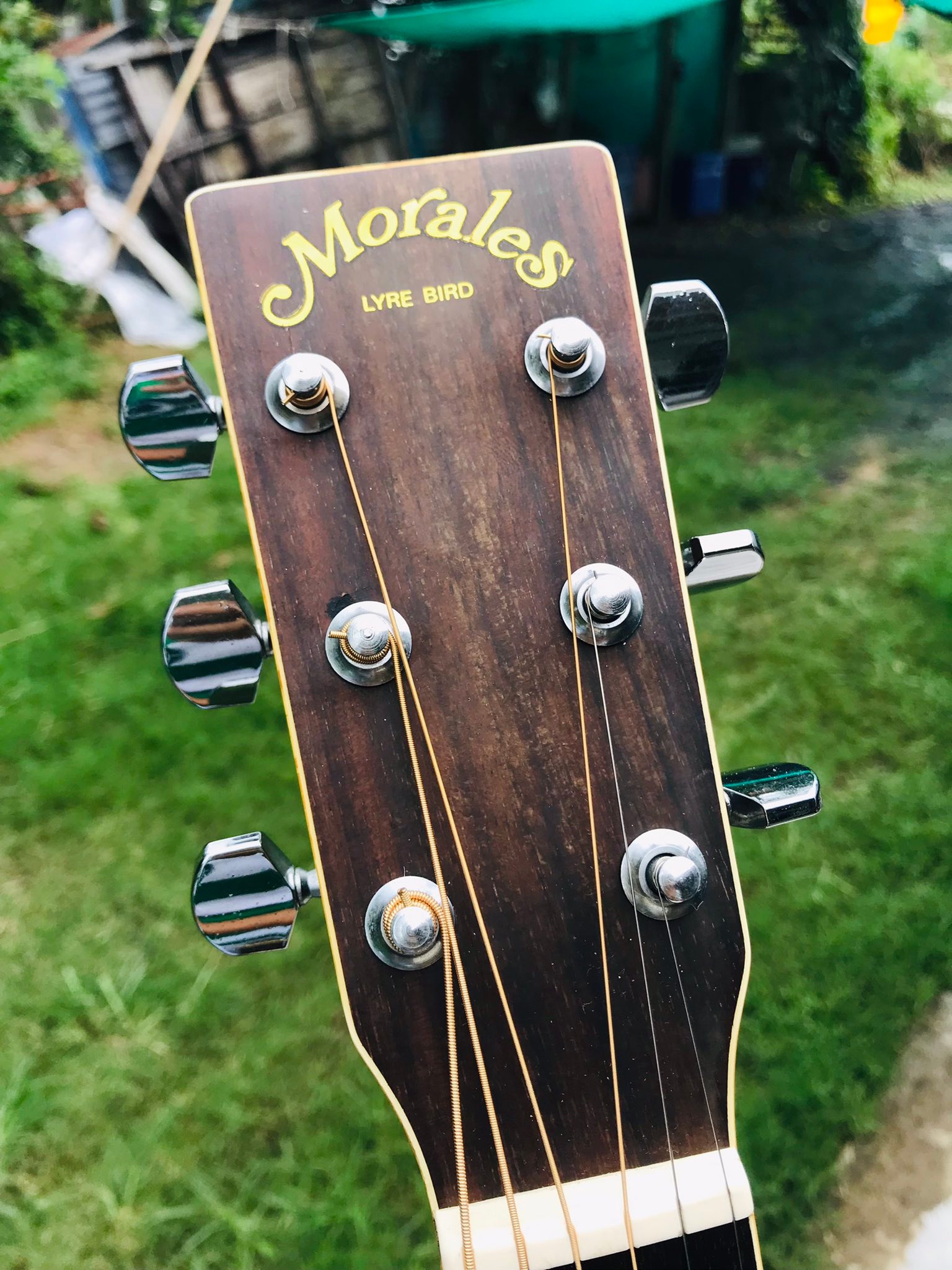 Morales lyrebird m-18 งานญี่ปุ่น สภาพนางฟ้า สวยมากตัวนี้ เสียงดี