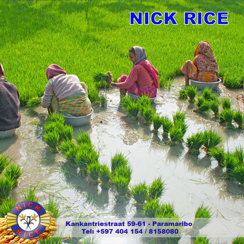 Nick Rice N.V. - Rijst heeft veel meer betekenissen zoals... | Facebook