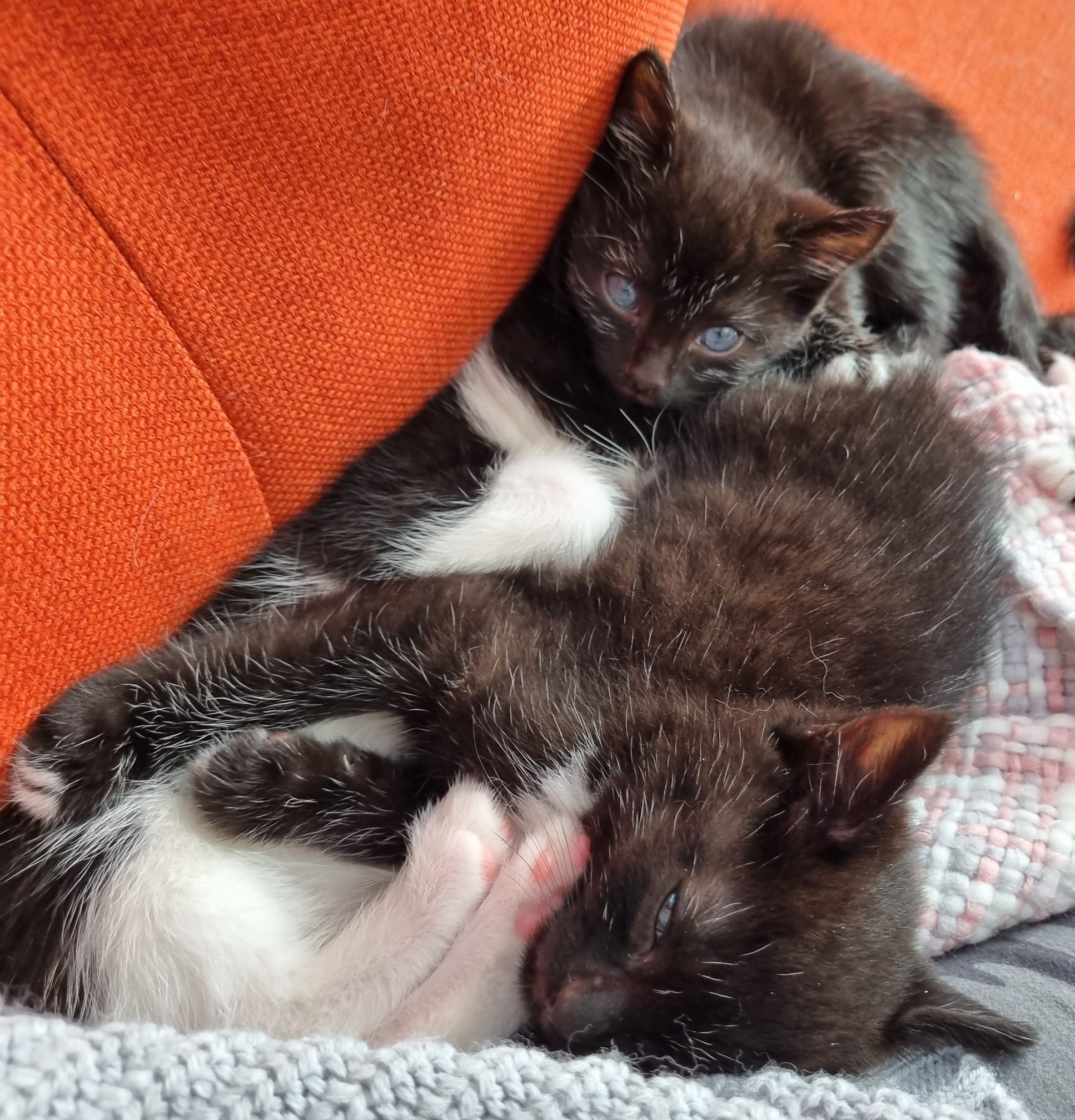 🏴󠁧󠁢󠁥󠁮󠁧󠁿⚽️... - Mansfield Cat Rescue registered charity 1193319