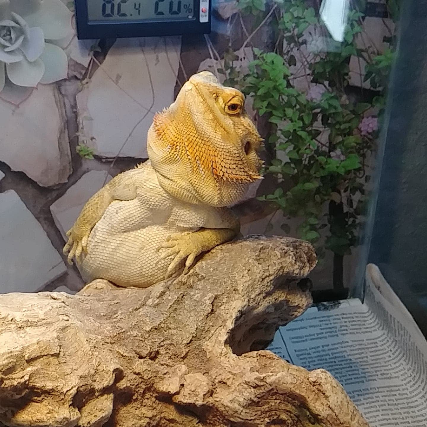 the queen is a very nice lady but also a lizard