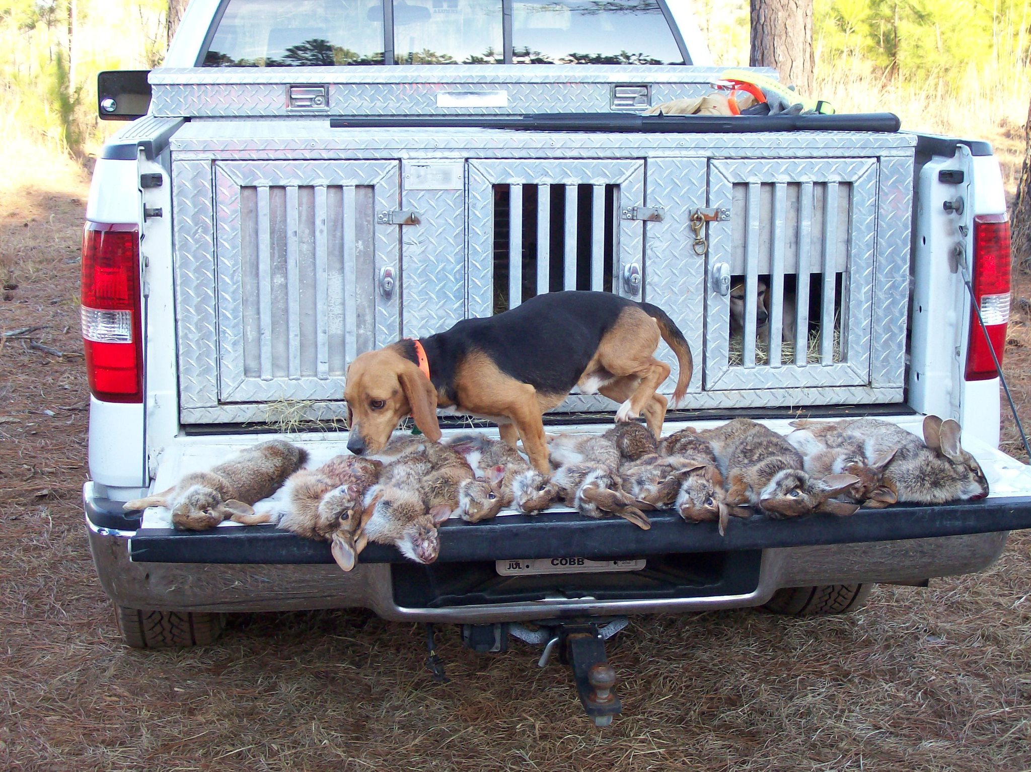 Louisiana Rabbit Hunters Association | Port Allen LA