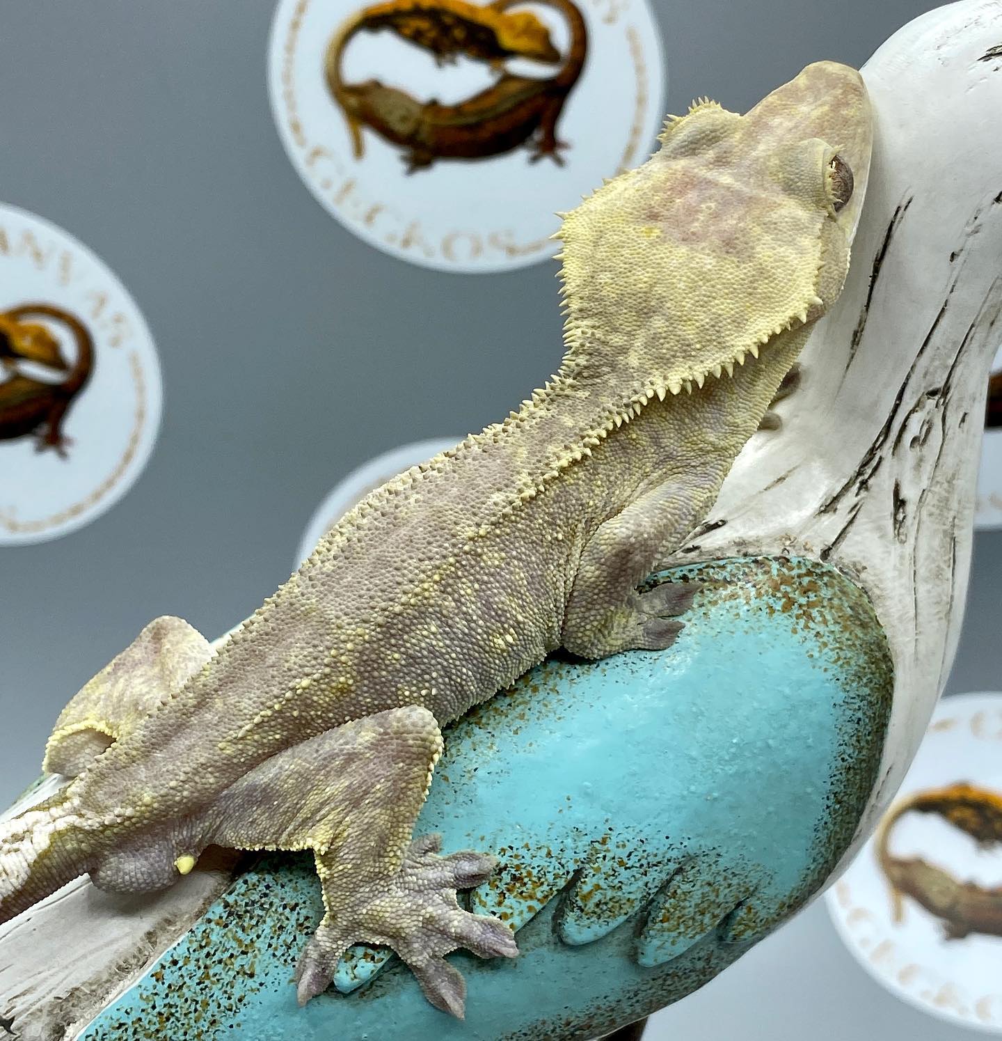Canvas Geckos - Silver Lining, our Visual Axanthic male,...