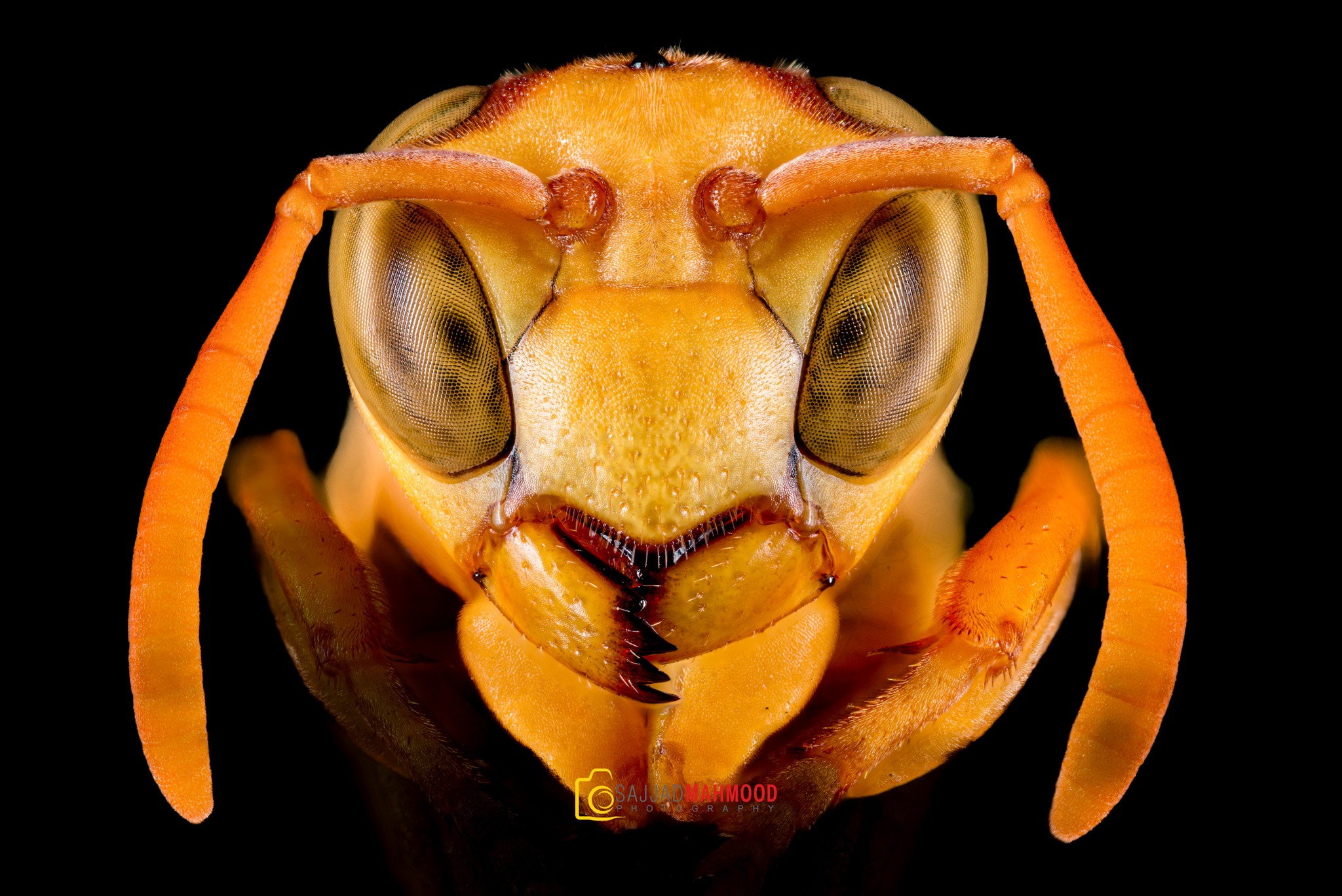 Sajjad Mahmood - 📸 Macro Photography | Yellow Paper Wasp 🐝... | Facebook