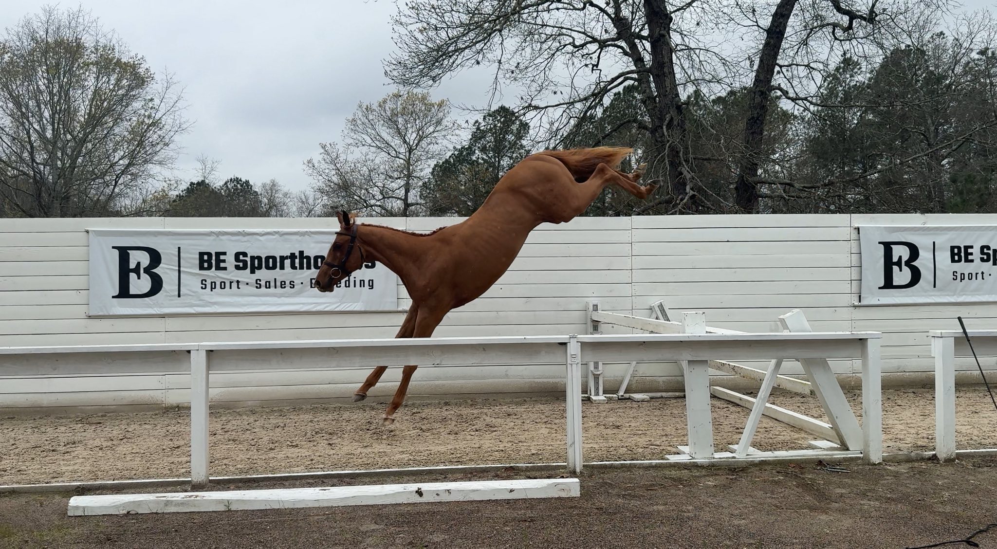 Coming 2 Year Old - CHAQUI Z x BALOUS BELLINI. His dam jumped 1.45
