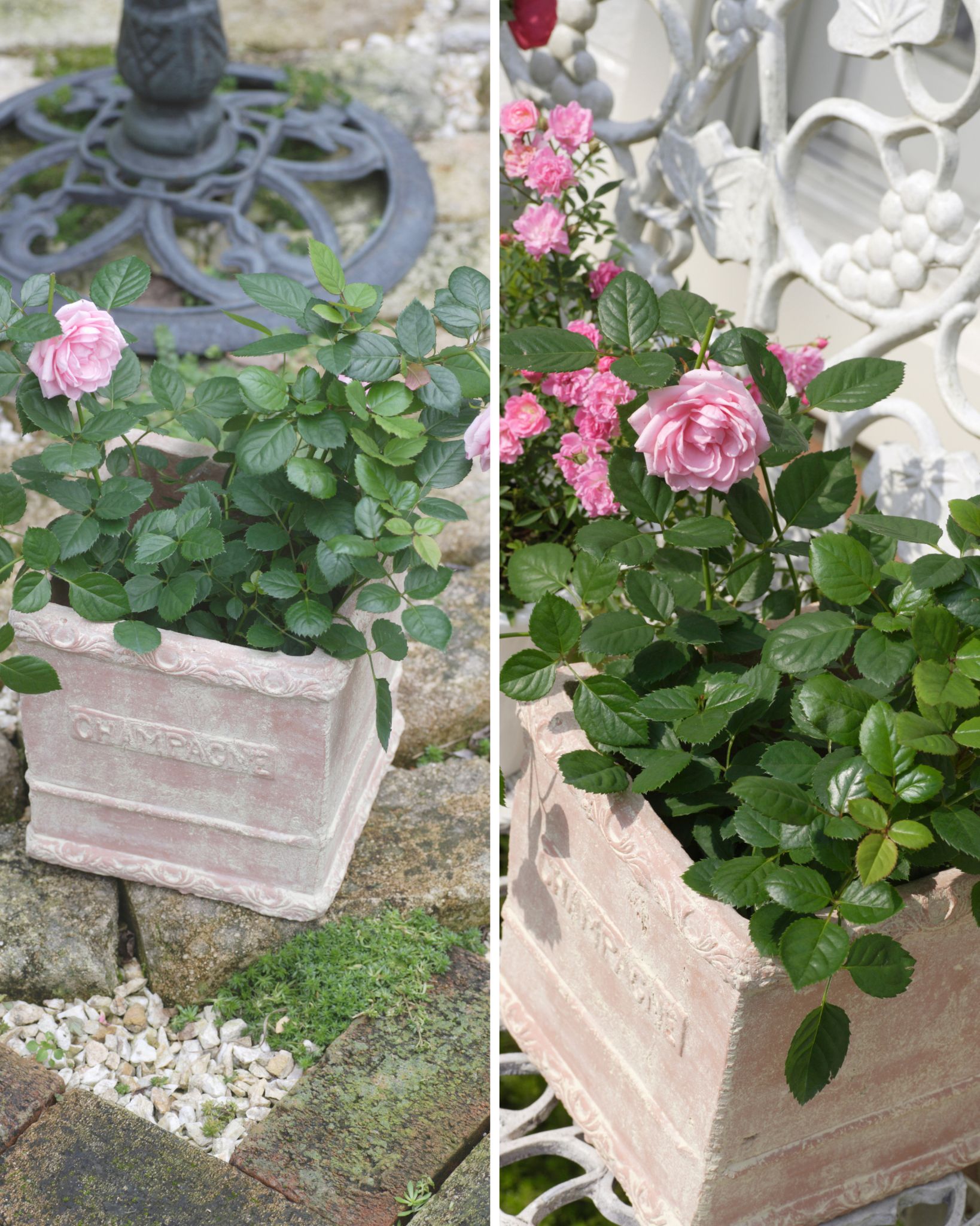 Positive Bloom - How to grow container roses?
