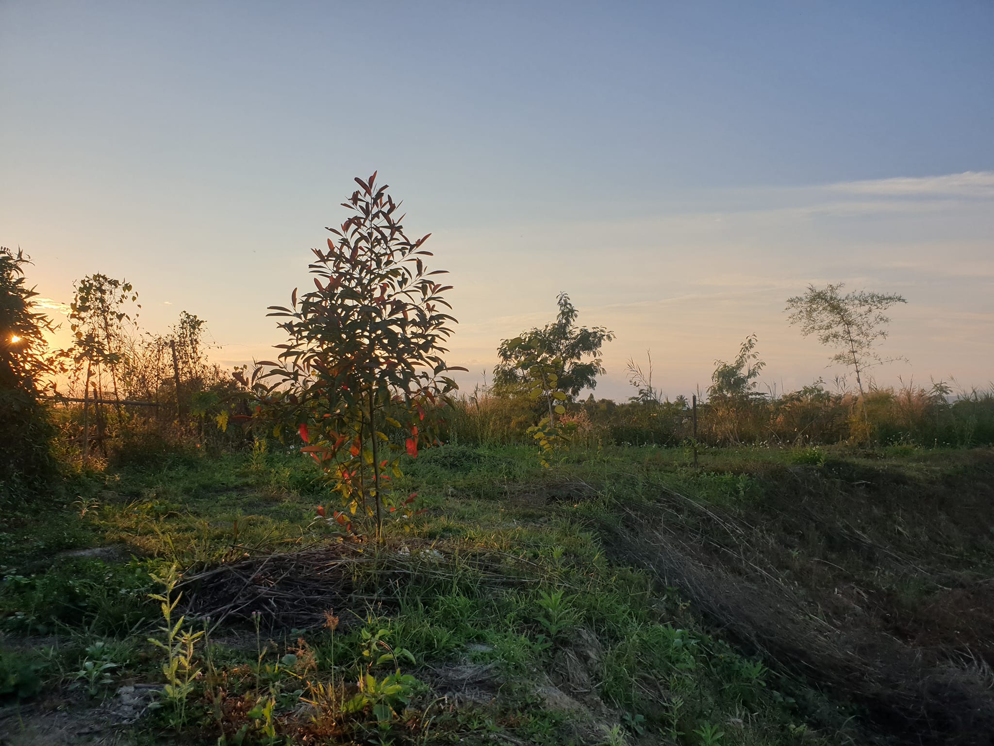สวนผักหรรษา : Hunsa Happy... - สวนผักหรรษา : Hunsa Happy farm