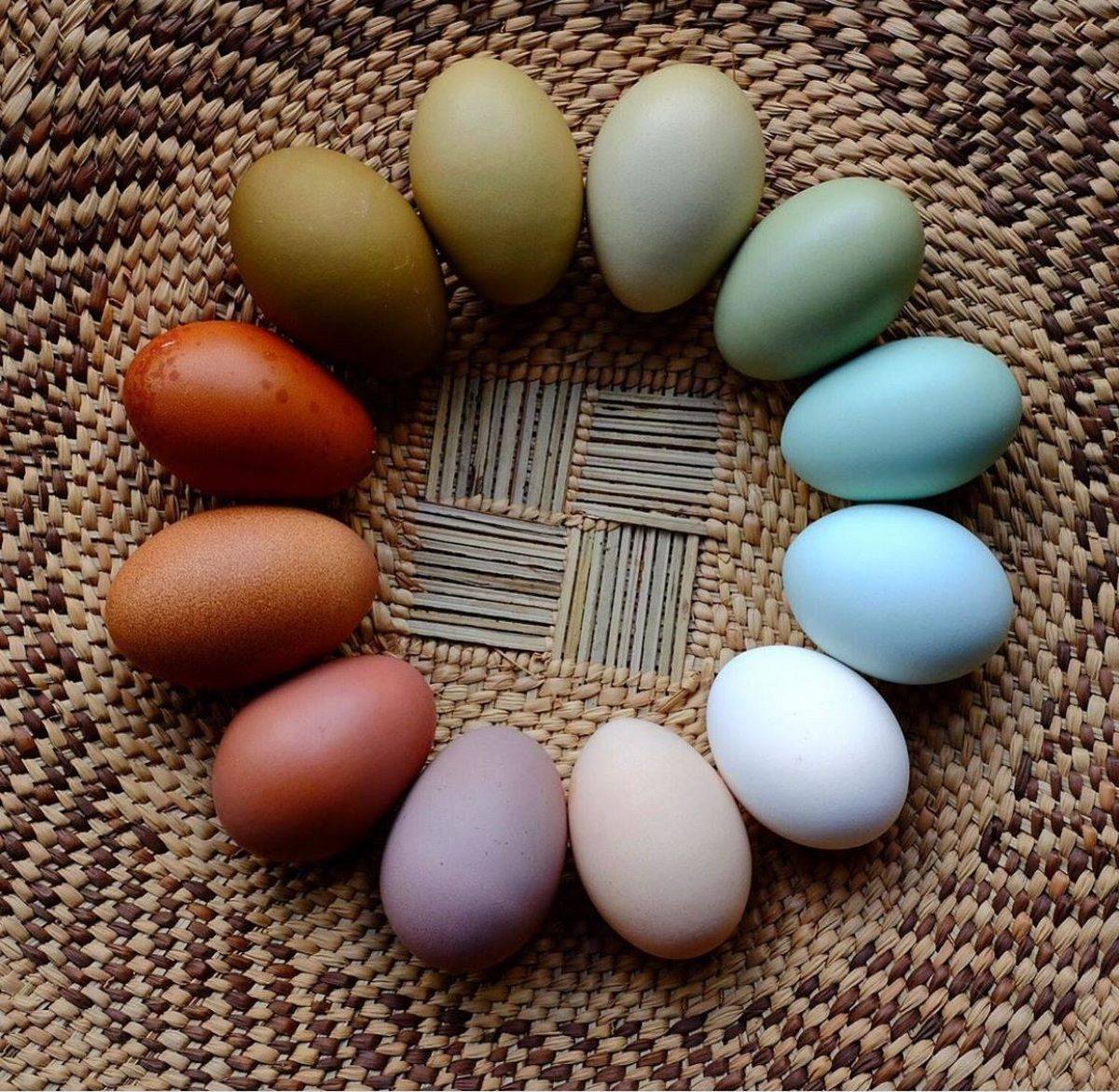 Comunidad Biológica - Huevos de diferentes colores. El color de la ...